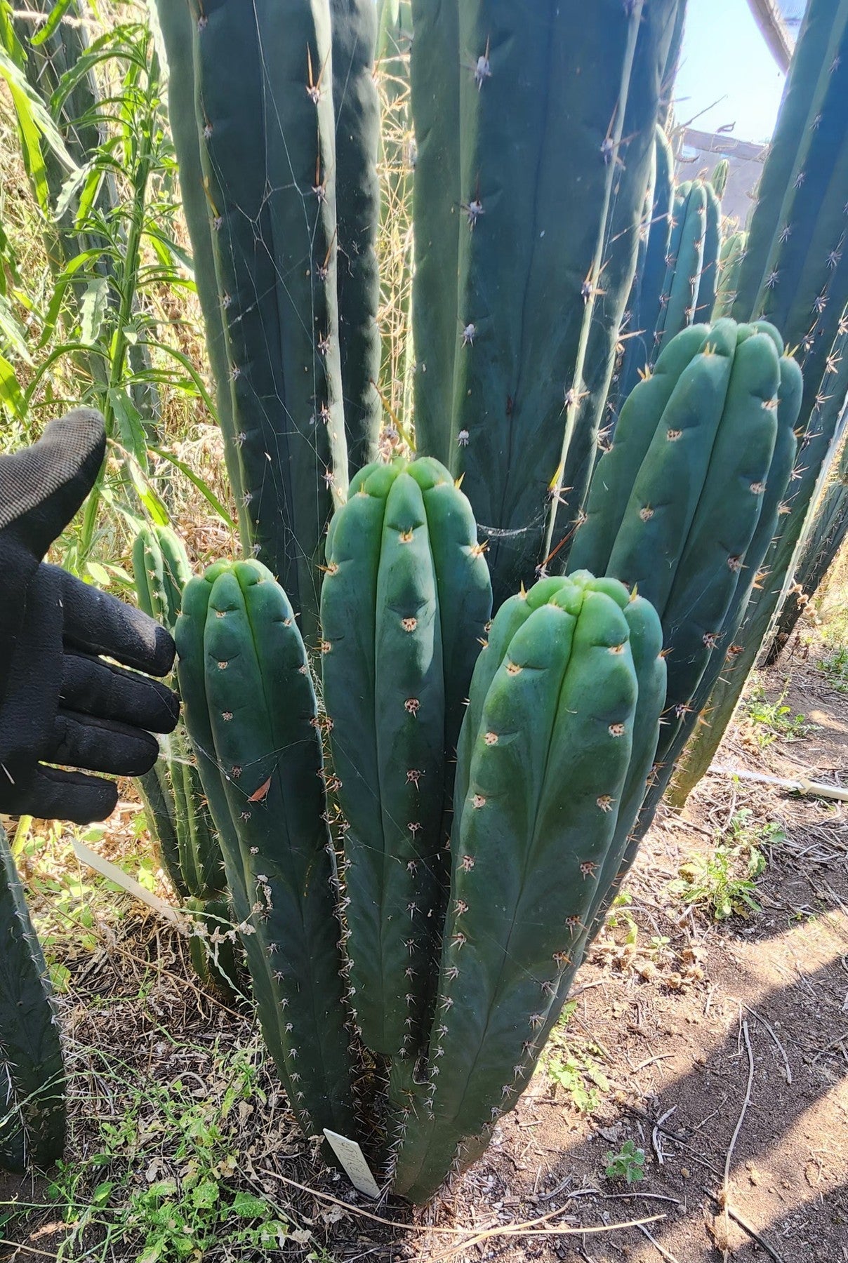 #EC320 EXACT Trichocereus Pachanoi TPM X Bridgesii KGC Cactus Cutting approx. 8”-Cactus - Large - Exact-The Succulent Source