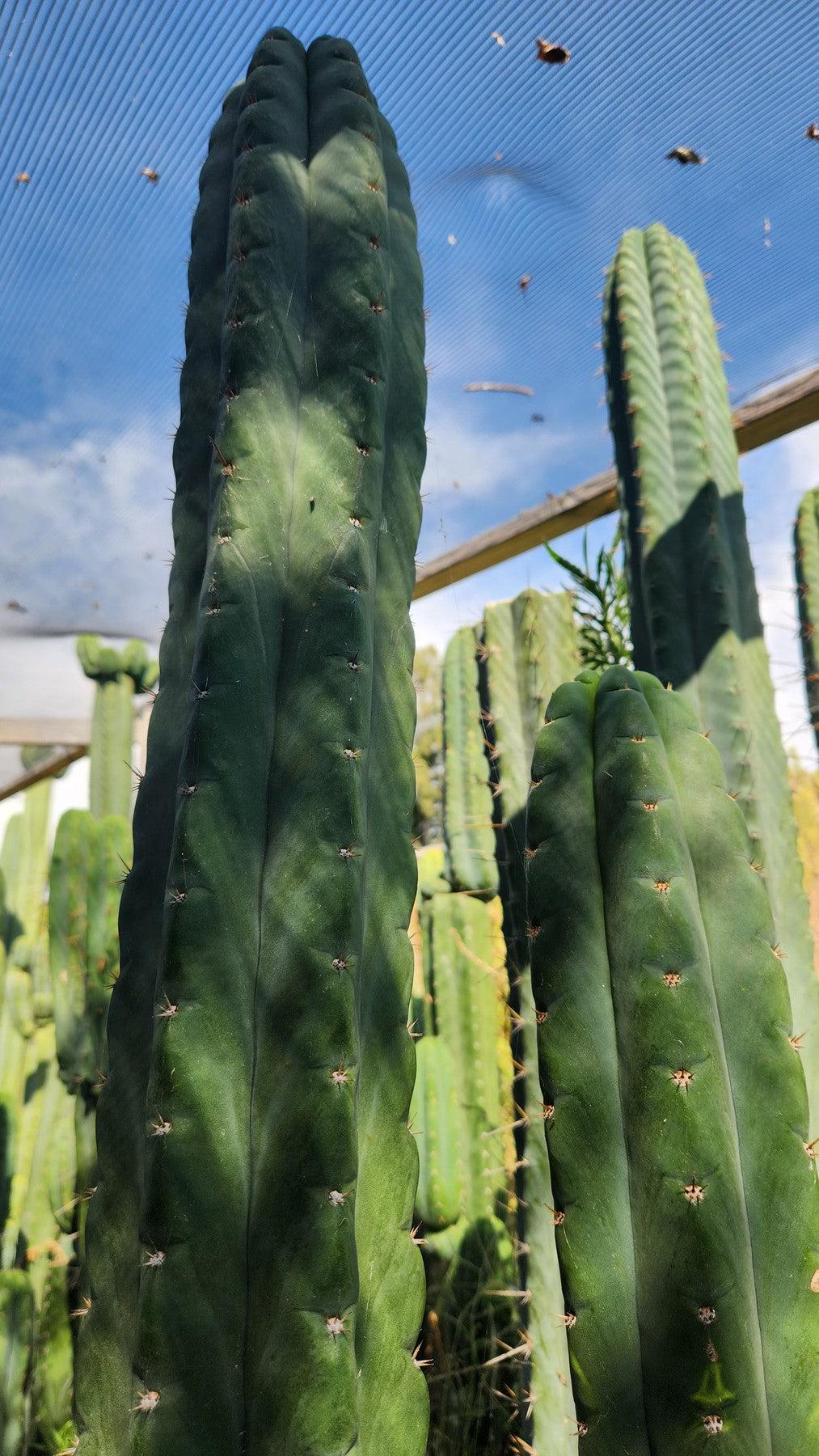 #EC320 EXACT Trichocereus Pachanoi TPM X Bridgesii KGC Cactus Cutting approx. 8”-Cactus - Large - Exact-The Succulent Source