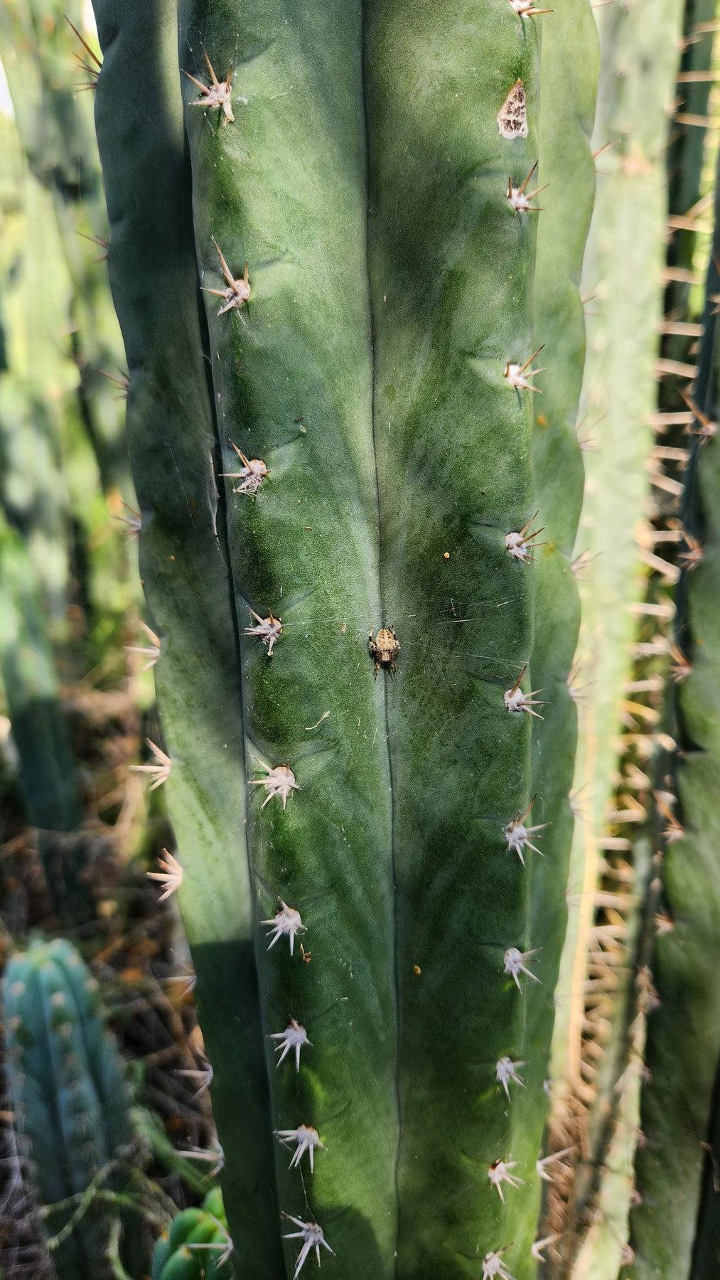 #EC320 EXACT Trichocereus Pachanoi TPM X Bridgesii KGC Cactus Cutting approx. 8”-Cactus - Large - Exact-The Succulent Source