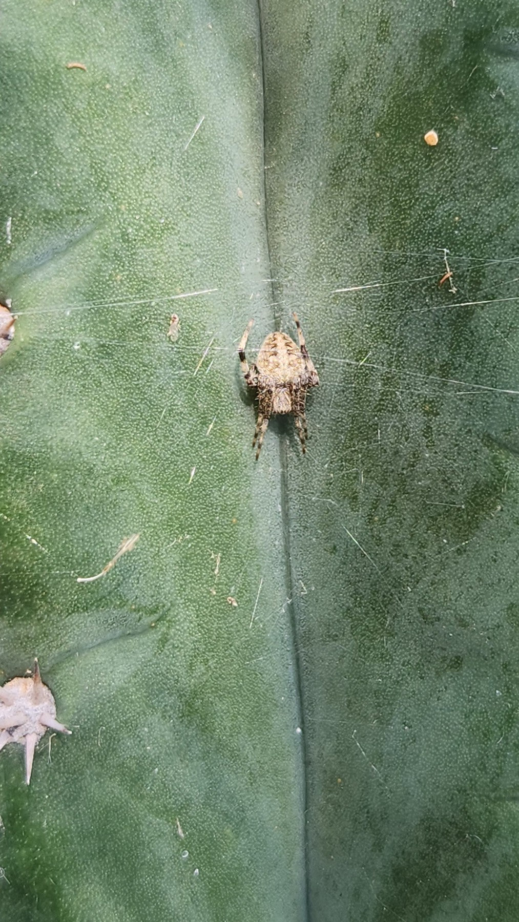 #EC320 EXACT Trichocereus Pachanoi TPM X Bridgesii KGC Cactus Cutting approx. 8”-Cactus - Large - Exact-The Succulent Source