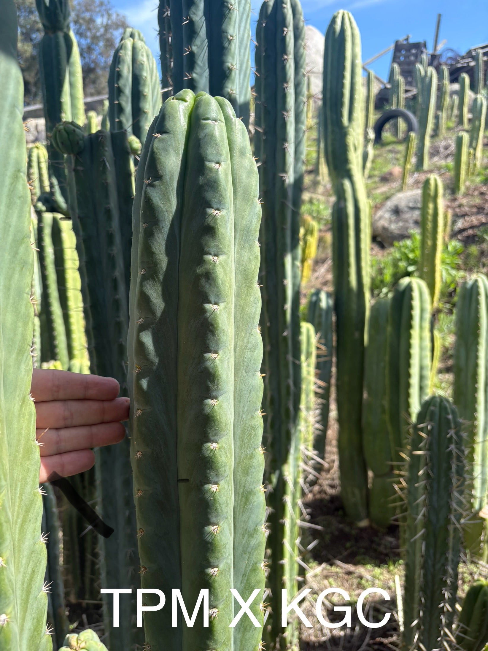 #EC320 EXACT Trichocereus Pachanoi TPM X Bridgesii KGC Cactus Cutting approx. 8”-Cactus - Large - Exact-The Succulent Source