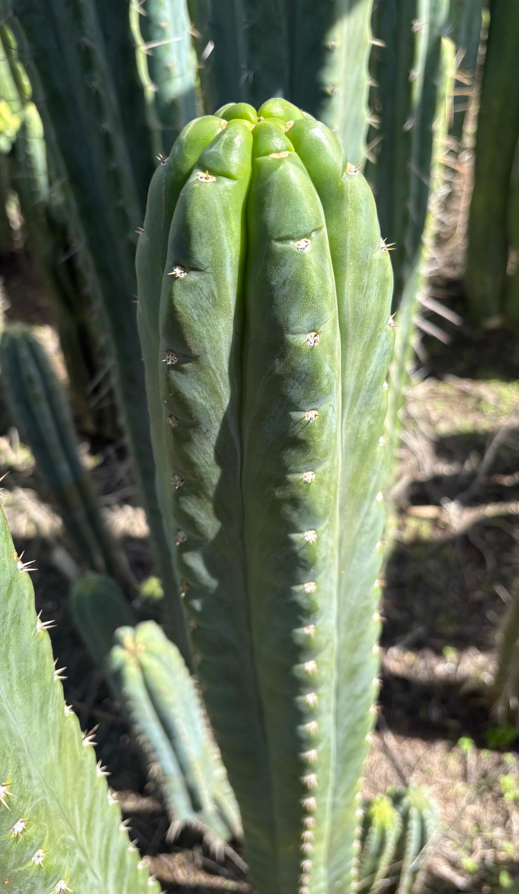 #EC320 EXACT Trichocereus Pachanoi TPM X Bridgesii KGC Cactus Cutting approx. 8”-Cactus - Large - Exact-The Succulent Source