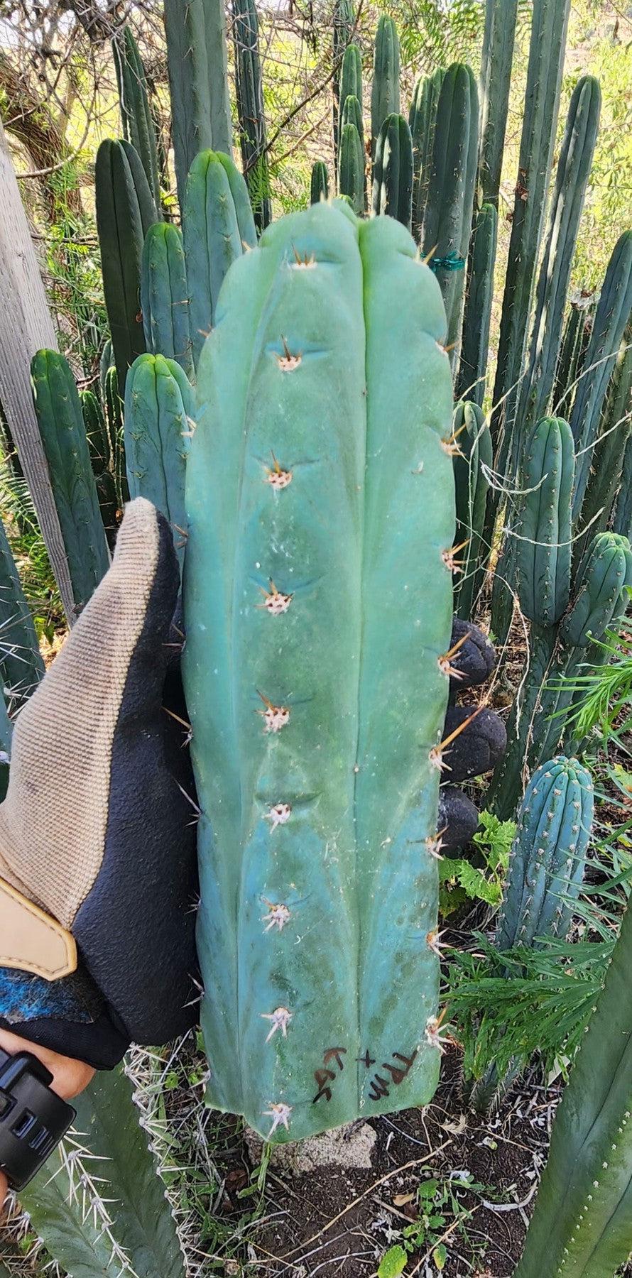 #EC320 EXACT Trichocereus Pachanoi TPM X Bridgesii KGC Cactus Cutting  approx. 8”