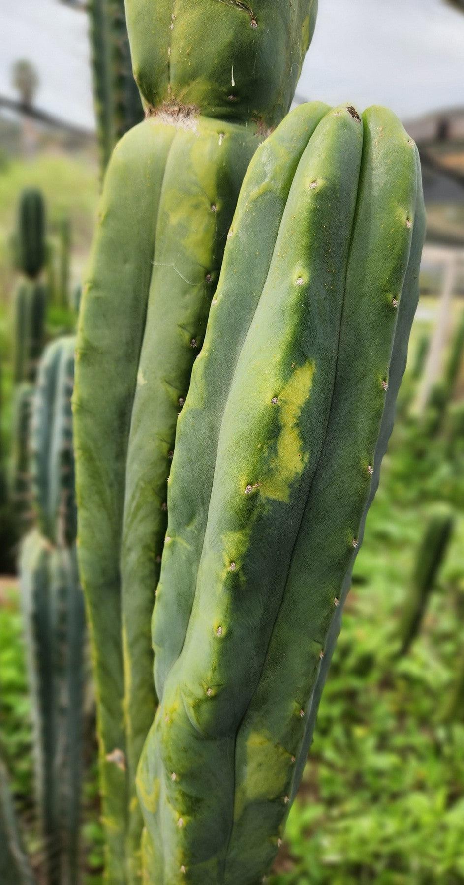#EC321 EXACT Trichocereus Jeremy Marsh Variegated Marbled Cactus-Cactus - Large - Exact-The Succulent Source
