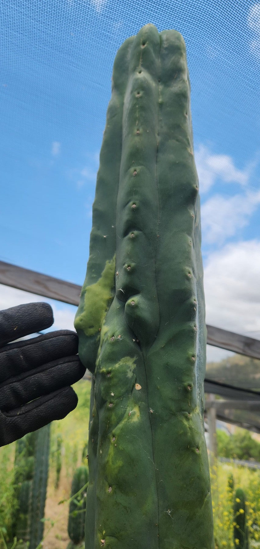 #EC321 EXACT Trichocereus Fiona Variegated Marbled Cactus-Cactus - Large - Exact-The Succulent Source