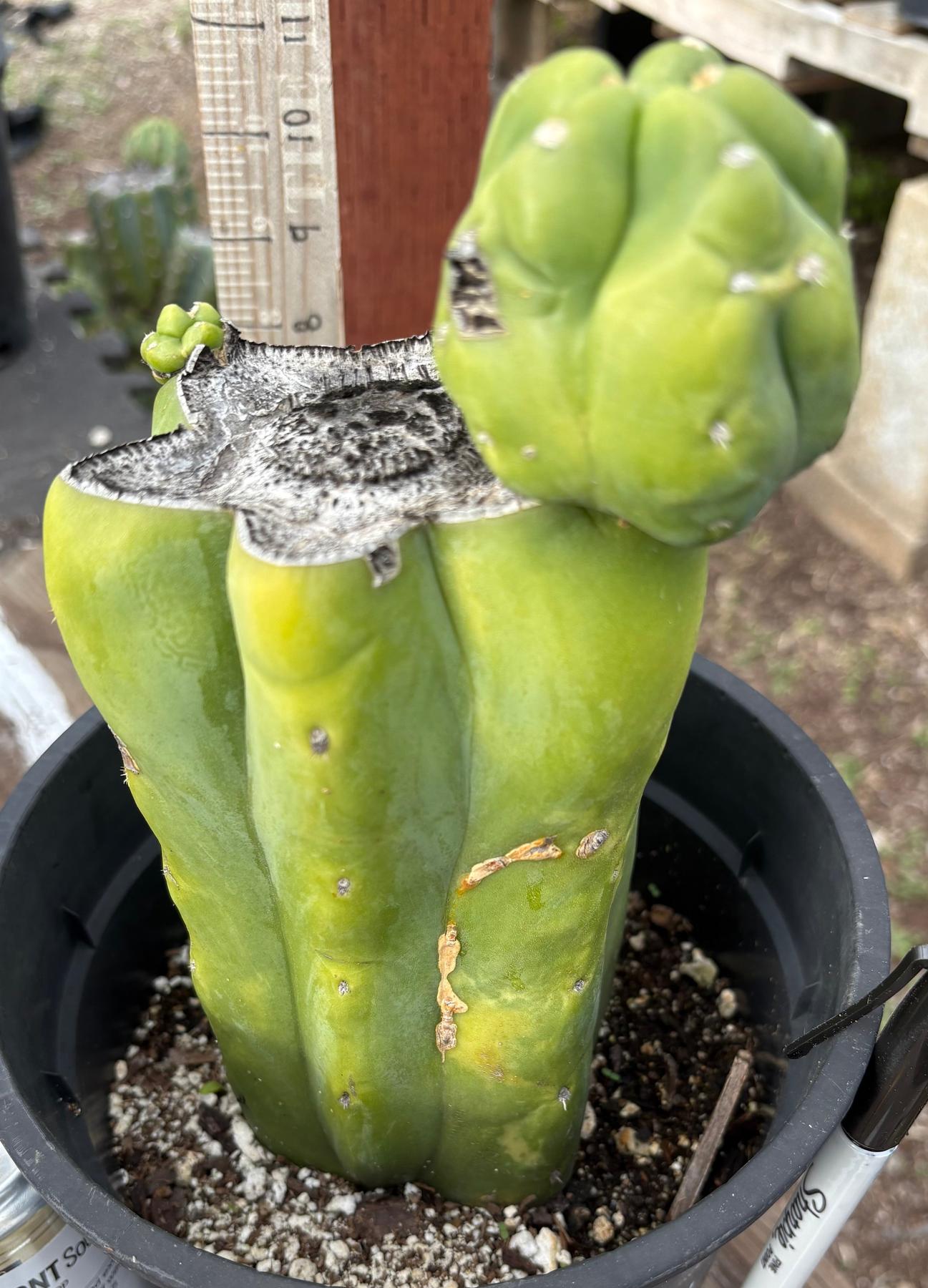 #EC321 EXACT Trichocereus Fiona Variegated Marbled Cactus 8.5”-Cactus - Large - Exact-The Succulent Source