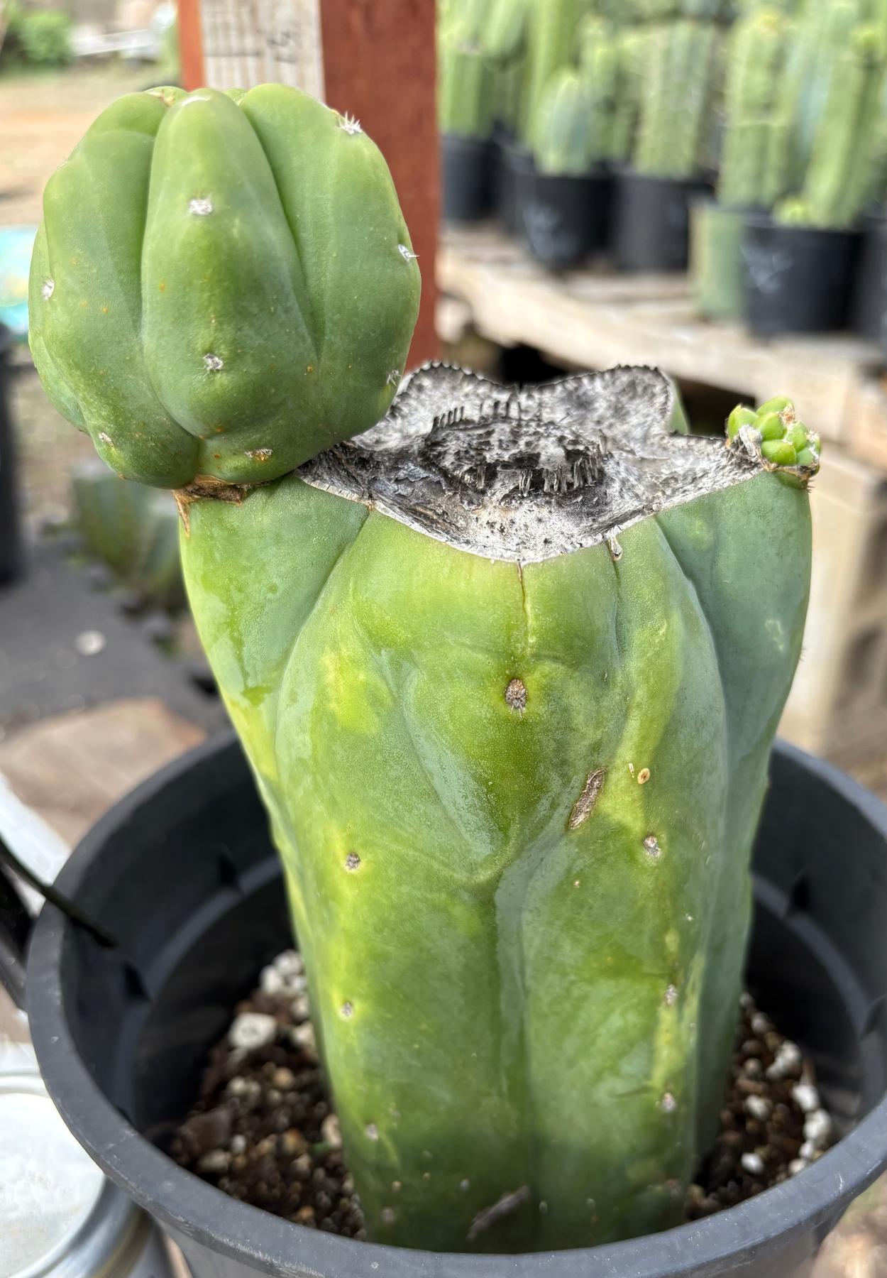 #EC321 EXACT Trichocereus Fiona Variegated Marbled Cactus 8.5”-Cactus - Large - Exact-The Succulent Source