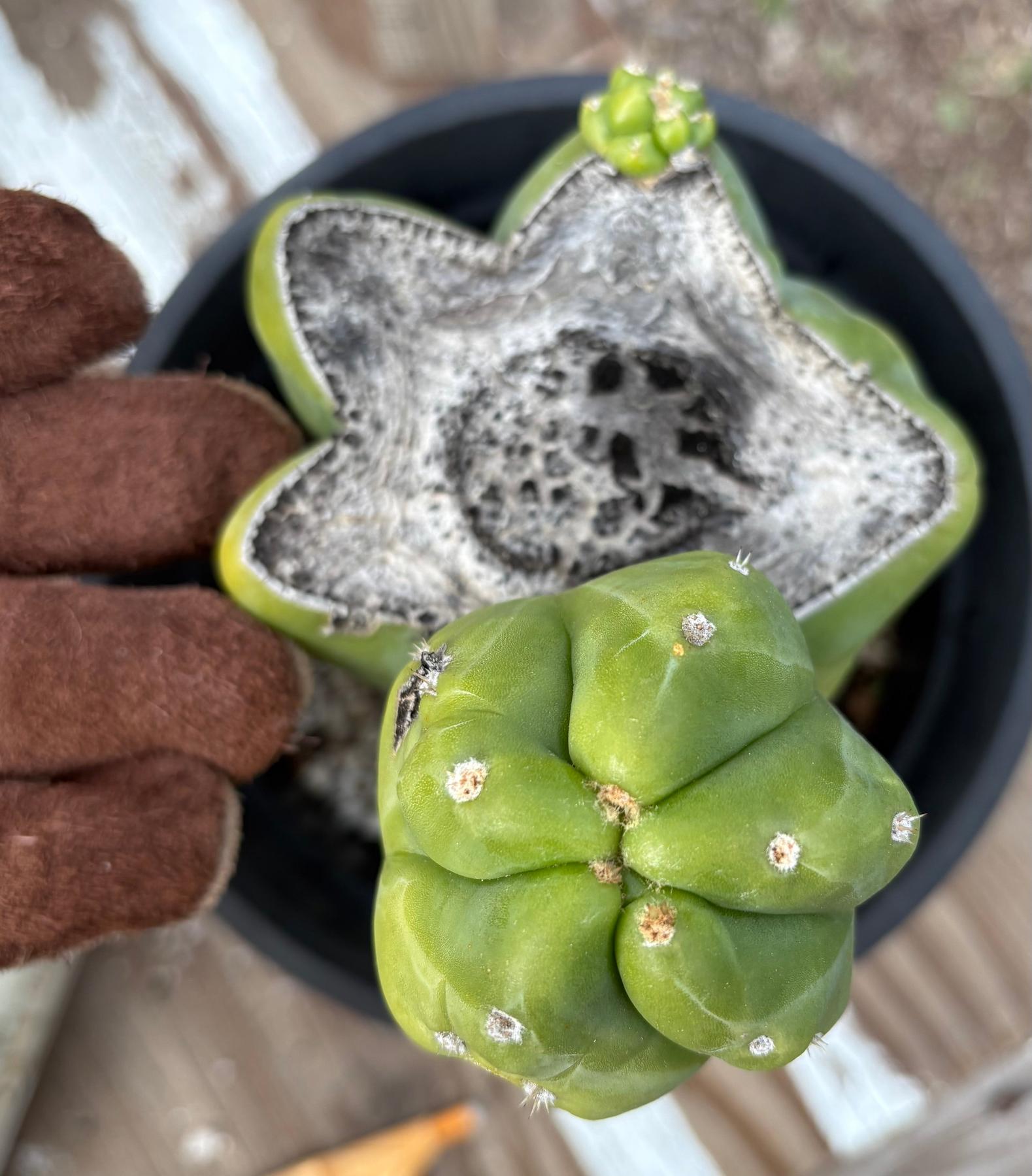 #EC321 EXACT Trichocereus Fiona Variegated Marbled Cactus 8.5”-Cactus - Large - Exact-The Succulent Source