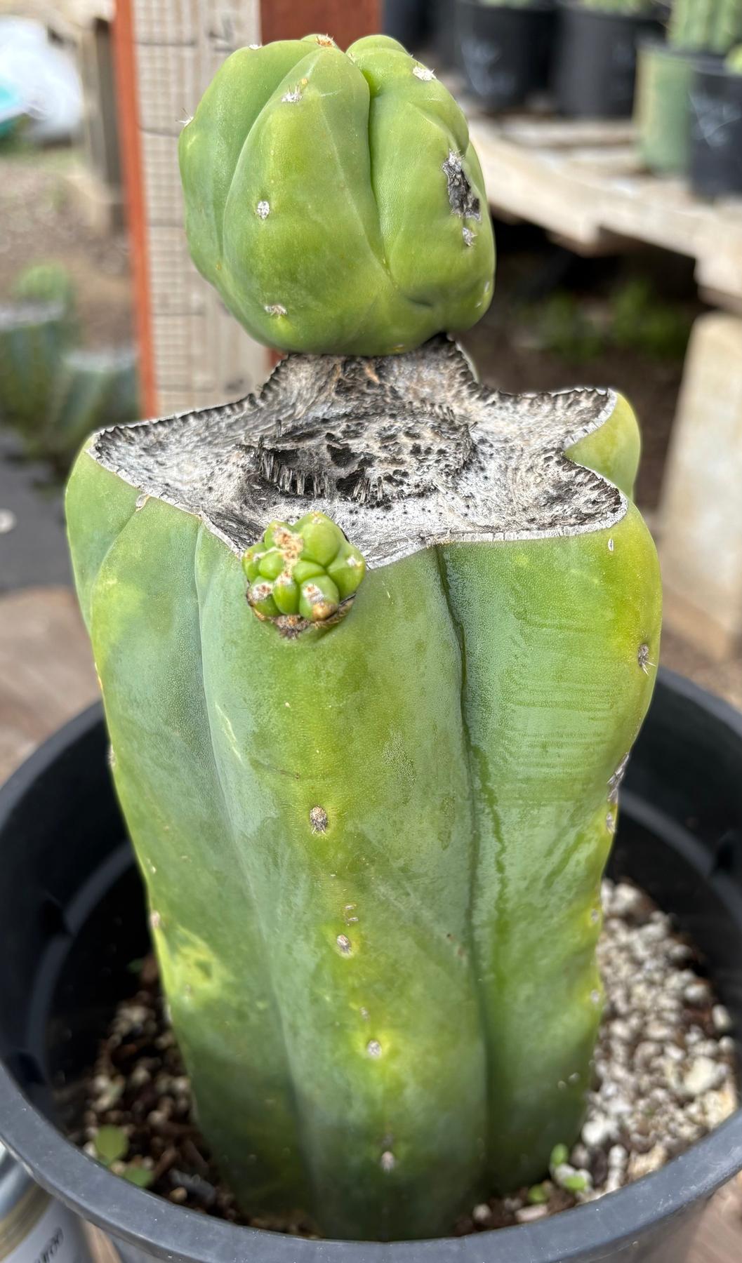 #EC321 EXACT Trichocereus Fiona Variegated Marbled Cactus 8.5”-Cactus - Large - Exact-The Succulent Source