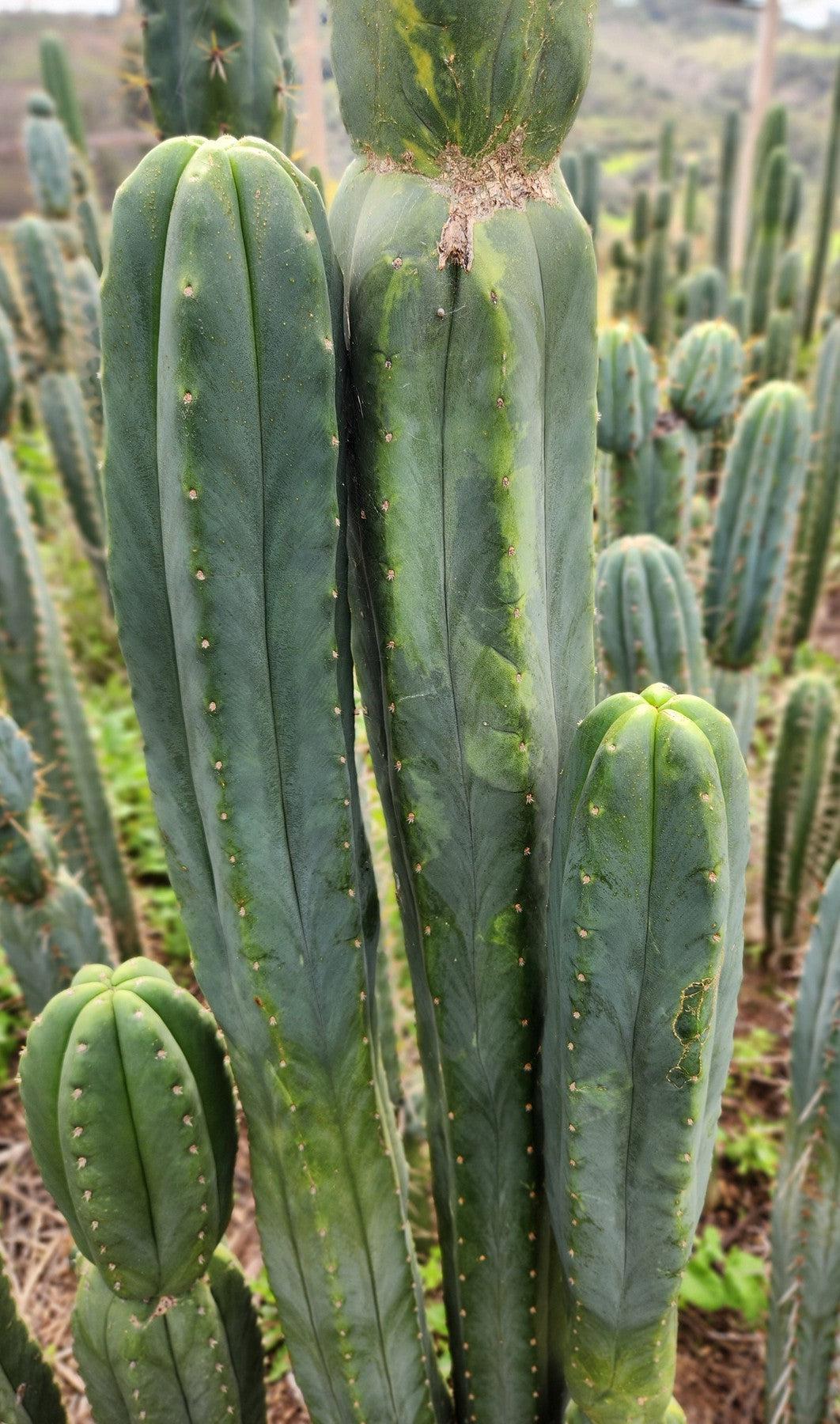 #EC321 EXACT Trichocereus Jeremy Marsh Variegated Marbled Cactus-Cactus - Large - Exact-The Succulent Source