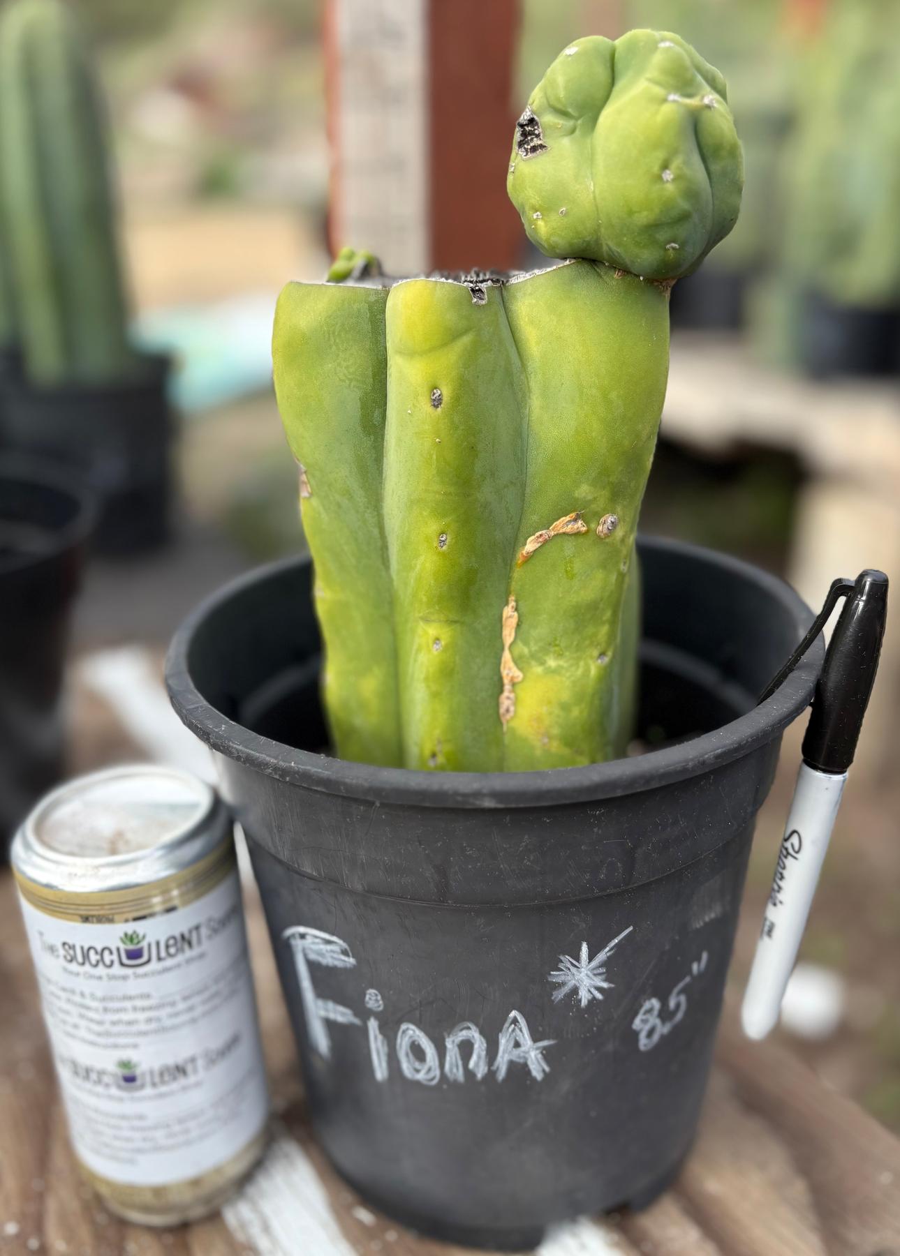 #EC321 EXACT Trichocereus Fiona Variegated Marbled Cactus 8.5”-Cactus - Large - Exact-The Succulent Source