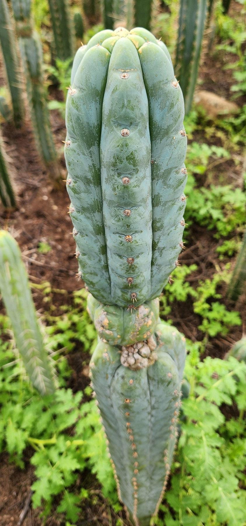 #EC322 EXACT Trichocereus Blue notch Top fort Cactus-Cactus - Large - Exact-The Succulent Source