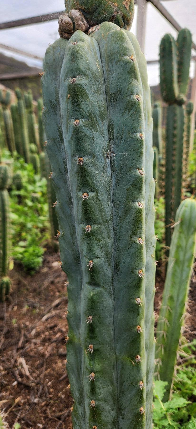 #EC322 EXACT Trichocereus Blue notch Top fort Cactus-Cactus - Large - Exact-The Succulent Source