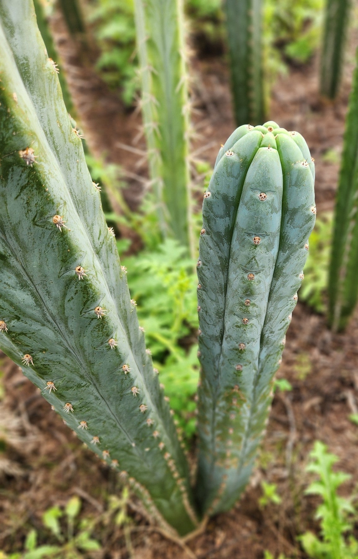 #EC322 EXACT Trichocereus Blue notch Top fort Cactus-Cactus - Large - Exact-The Succulent Source