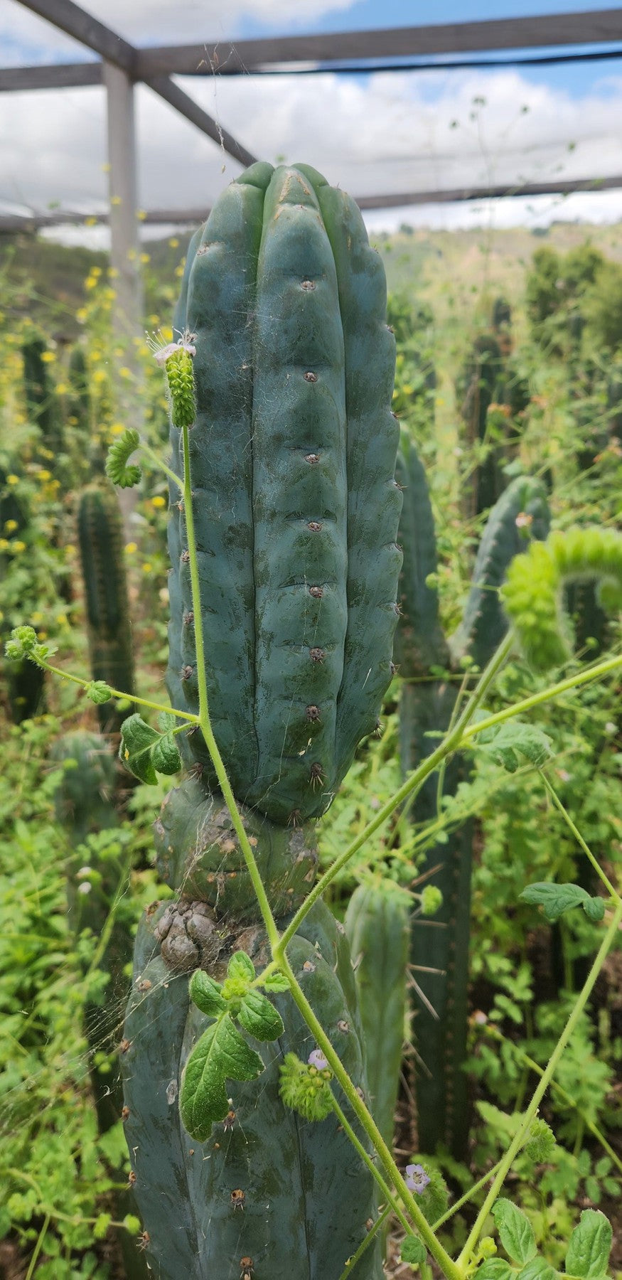 #EC322 EXACT Trichocereus Blue notchy WORF Cactus-Cactus - Large - Exact-The Succulent Source