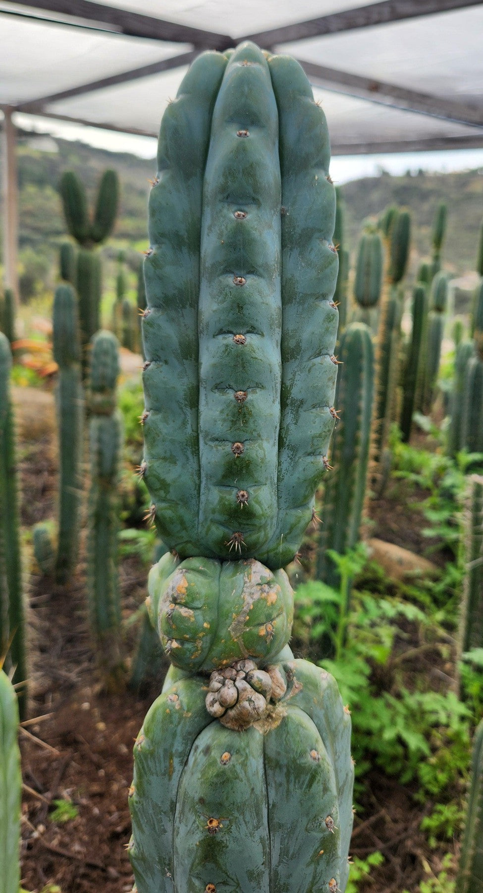 blue san pedro cactus #EC322 EXACT Trichocereus Blue notchy WORF Cactus