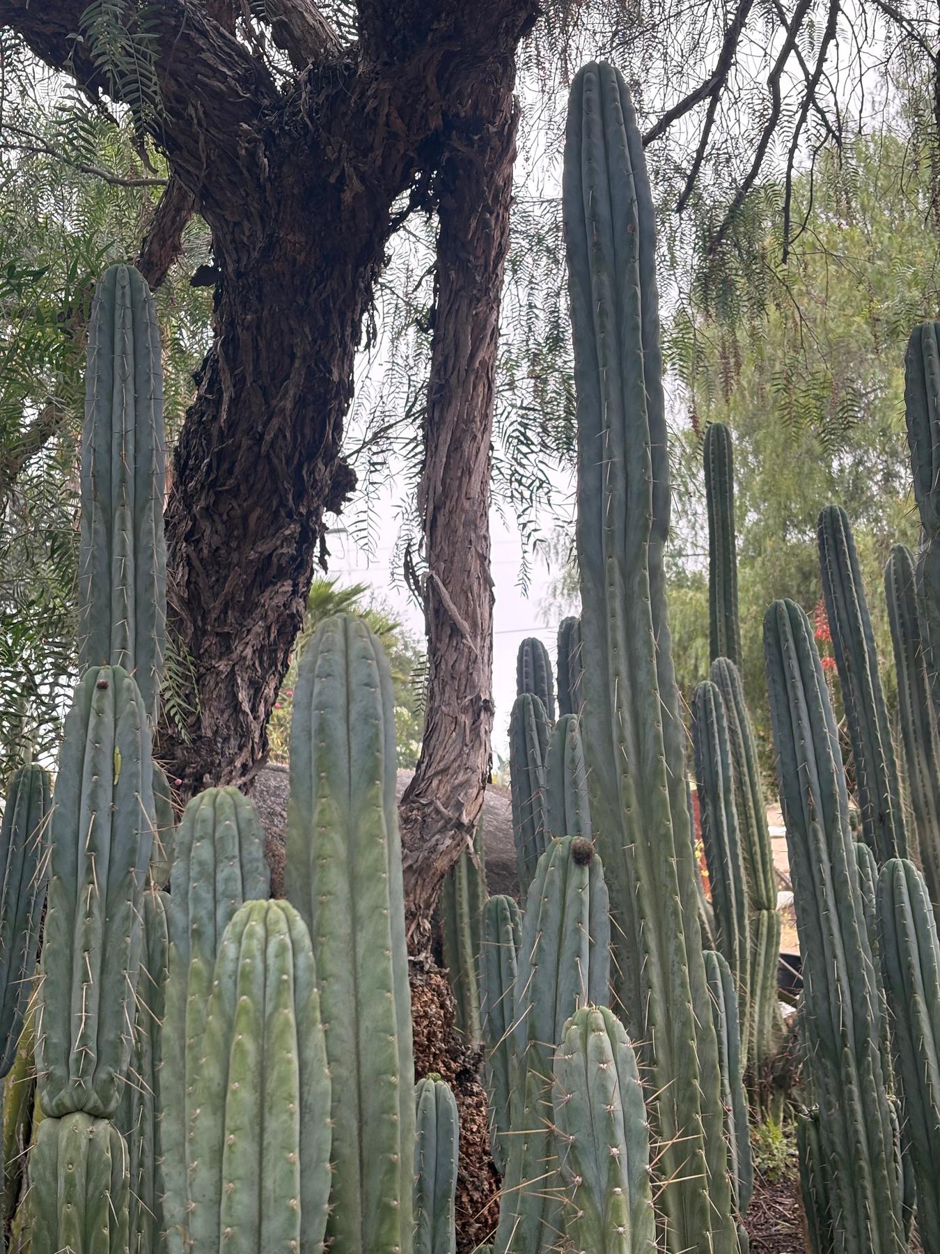 #EC323 EXACT Trichocereus Pachanoi TPQC Cactus Cuttings-Cactus - Large - Exact-The Succulent Source