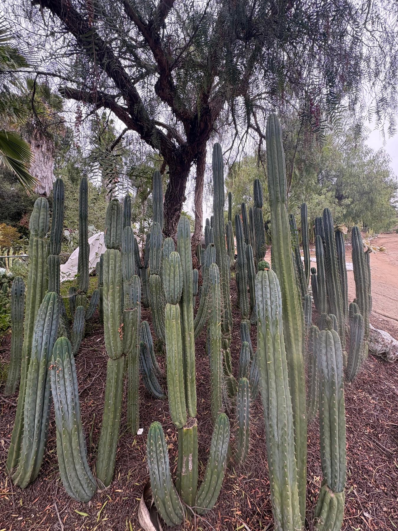 #EC323 EXACT Trichocereus Pachanoi TPQC Cactus Cuttings-Cactus - Large - Exact-The Succulent Source