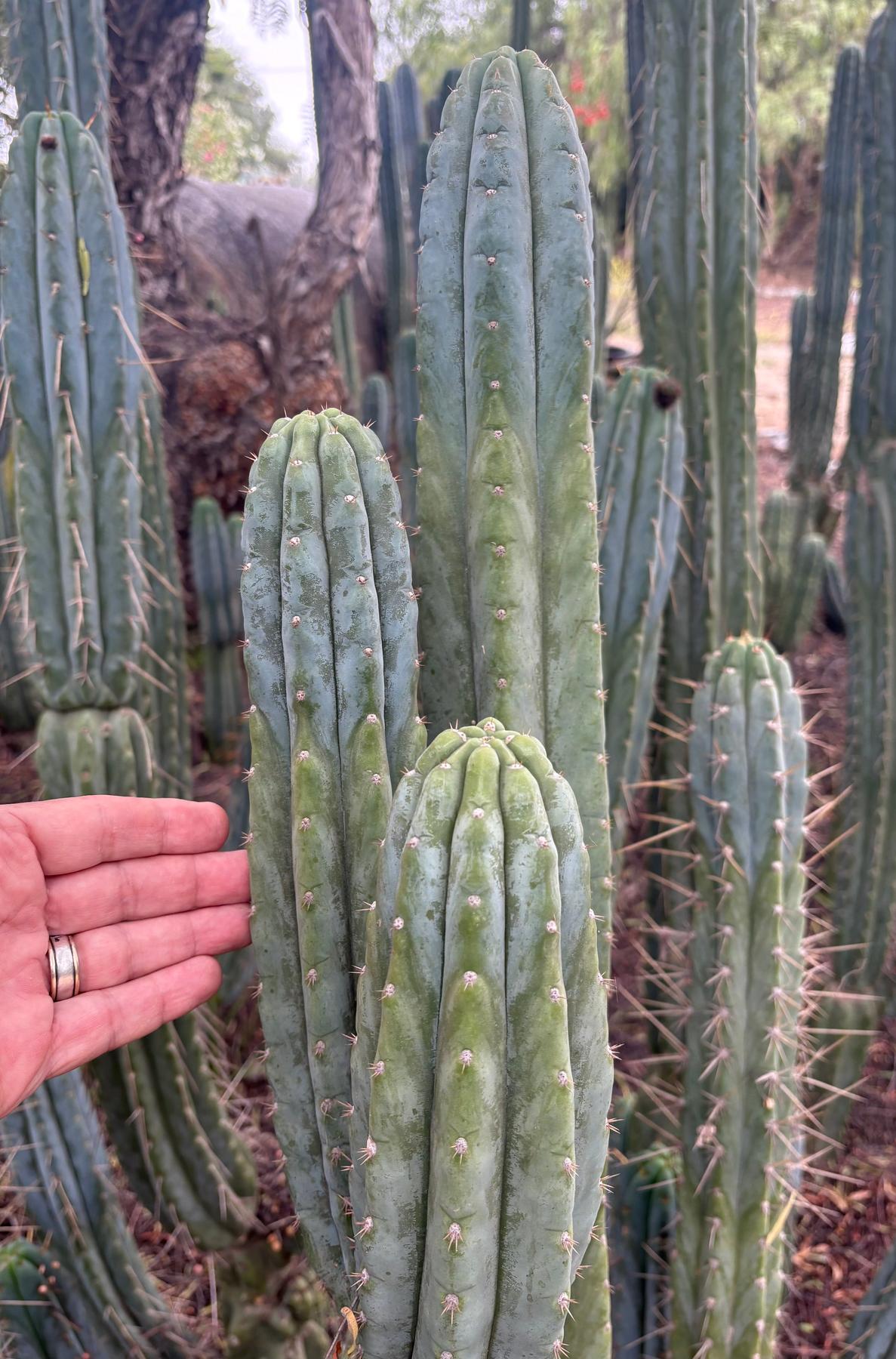 #EC323 EXACT Trichocereus Pachanoi TPQC Cactus Cuttings-Cactus - Large - Exact-The Succulent Source