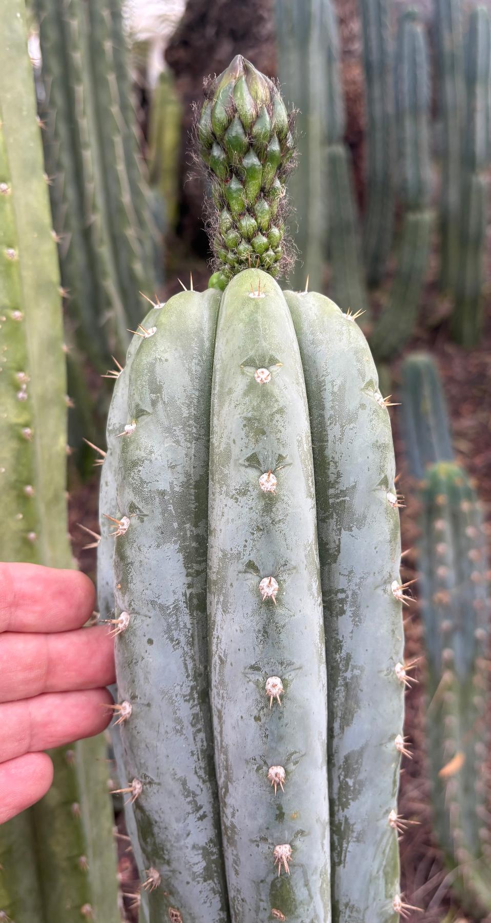 #EC323 EXACT Trichocereus Pachanoi TPQC Cactus Cuttings-Cactus - Large - Exact-The Succulent Source
