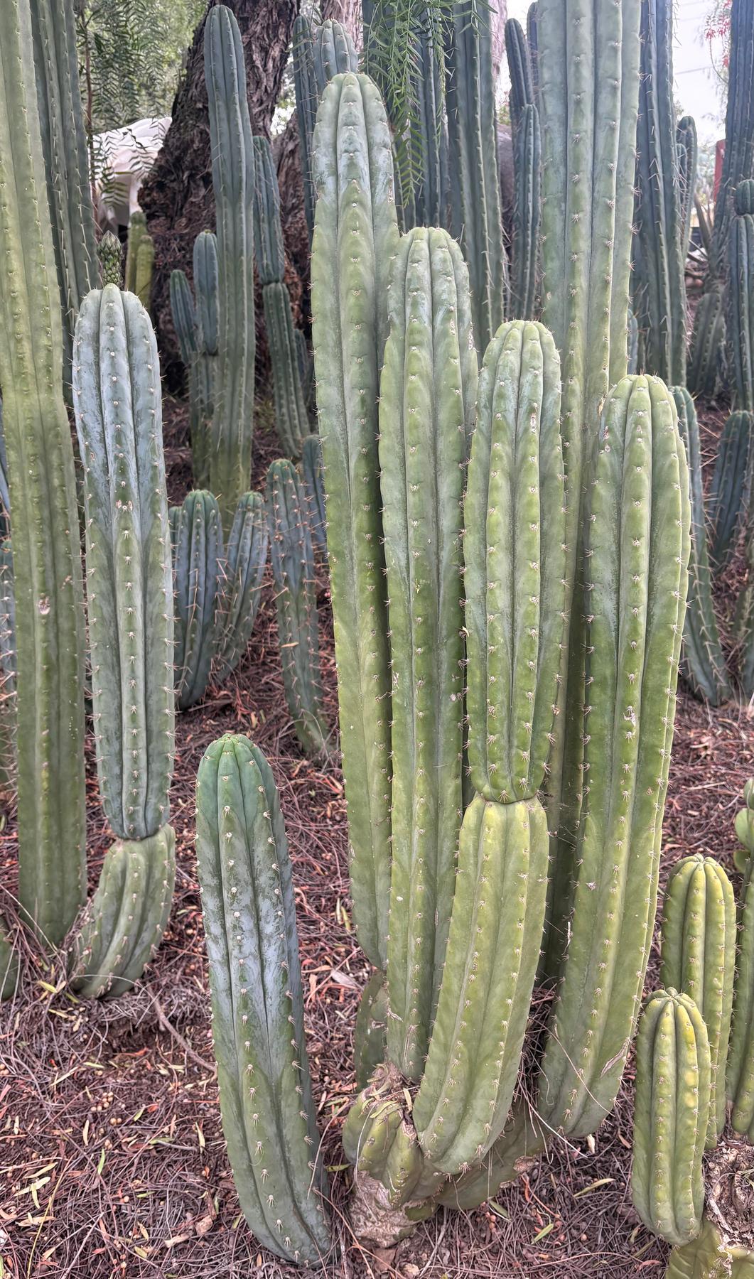 #EC323 EXACT Trichocereus Pachanoi TPQC Cactus Cuttings-Cactus - Large - Exact-The Succulent Source