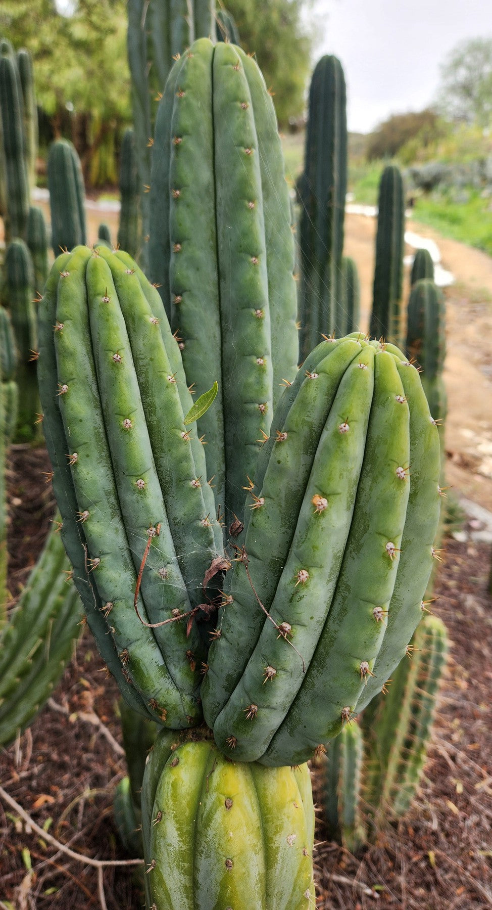 #EC323 EXACT Trichocereus Pachanoi TPQC Cactus Cuttings-Cactus - Large - Exact-The Succulent Source