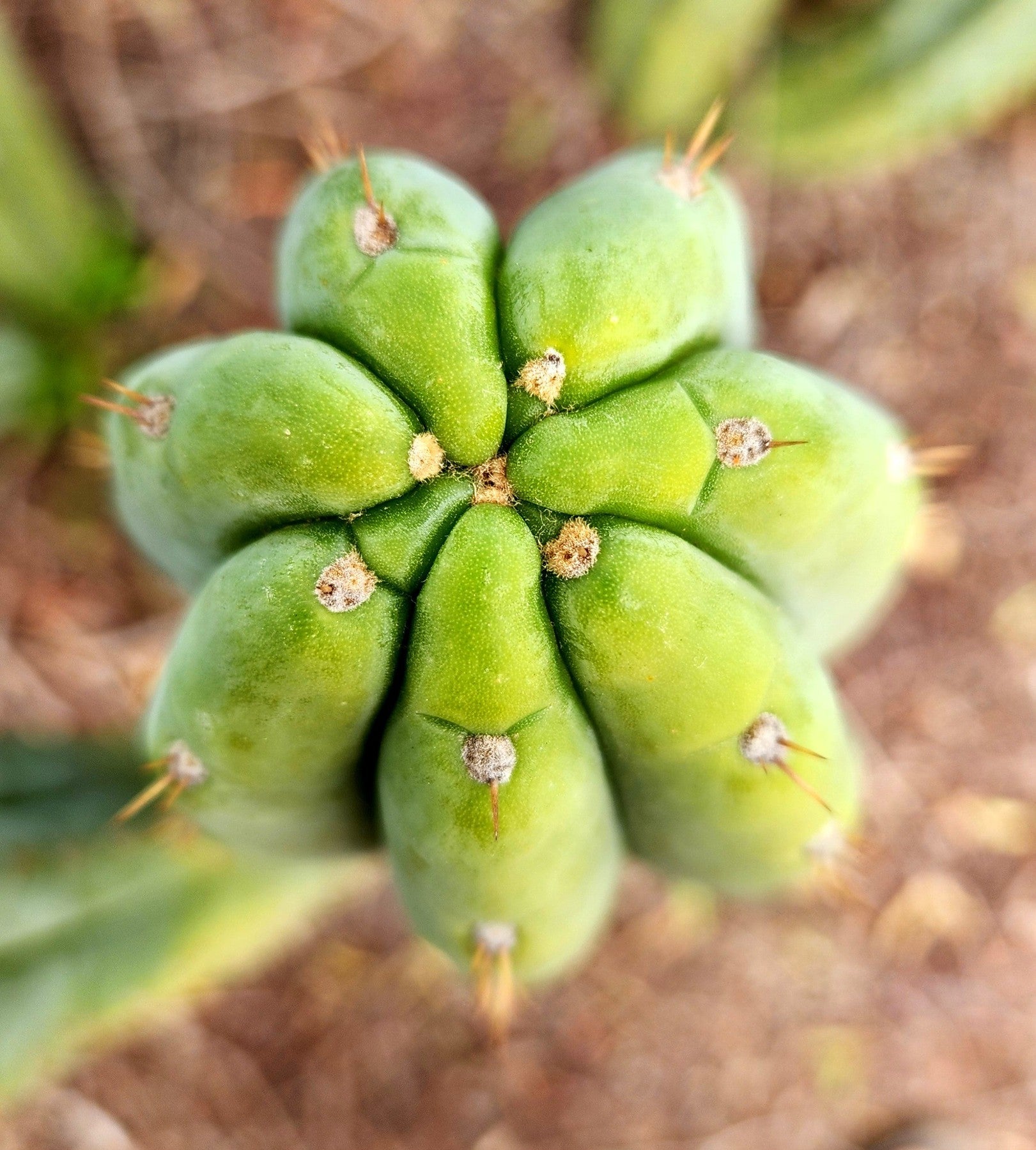 #EC323 EXACT Trichocereus Pachanoi TPQC Cactus Cuttings-Cactus - Large - Exact-The Succulent Source