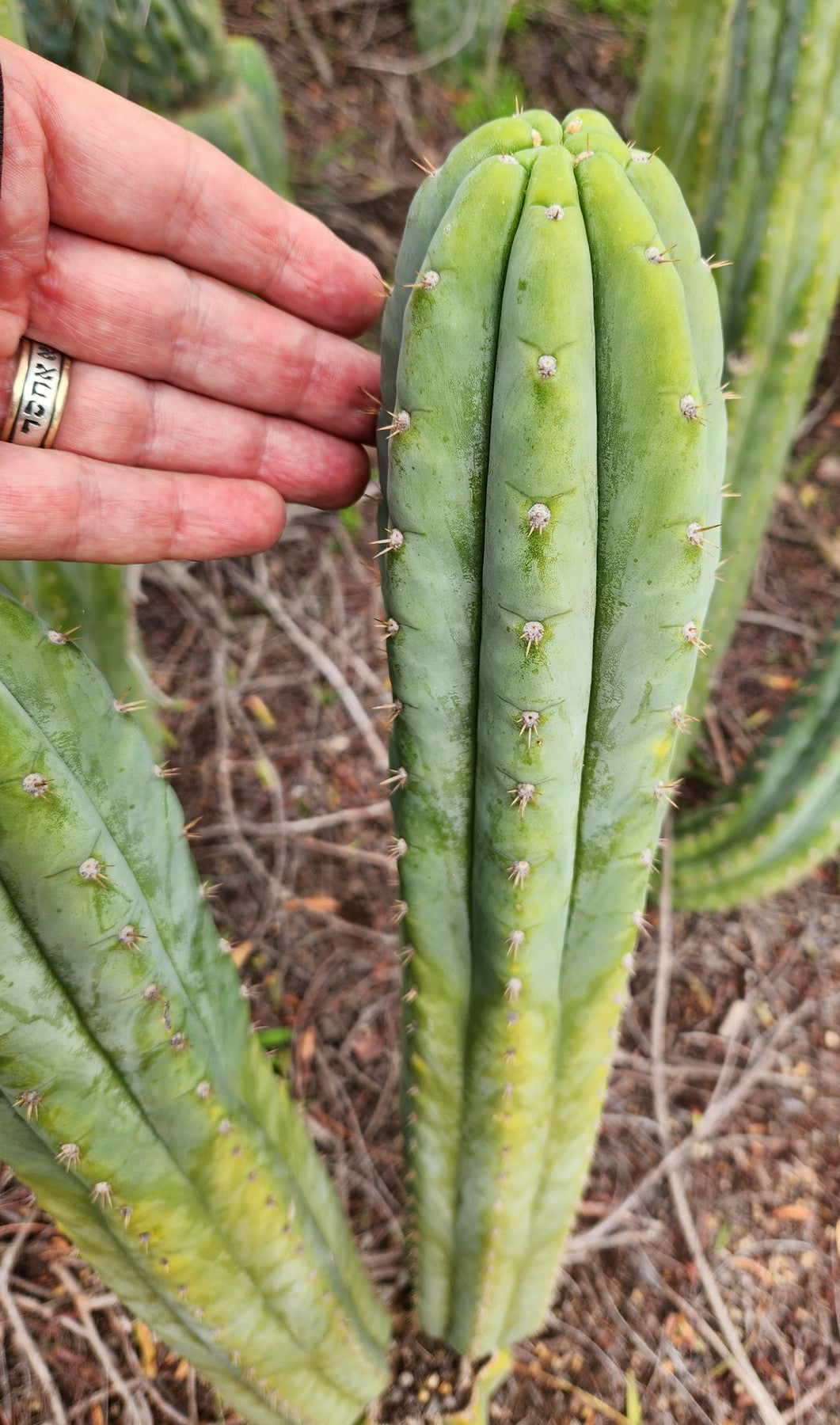 #EC323 EXACT Trichocereus Pachanoi TPQC Cactus Cuttings-Cactus - Large - Exact-The Succulent Source