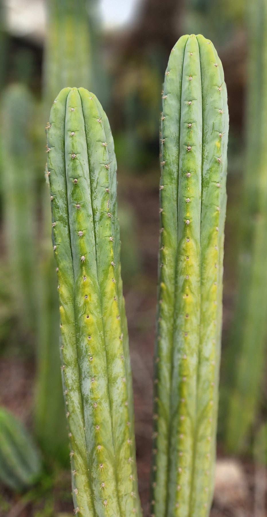 #EC323 EXACT Trichocereus Pachanoi TPQC Cactus Cuttings-Cactus - Large - Exact-The Succulent Source