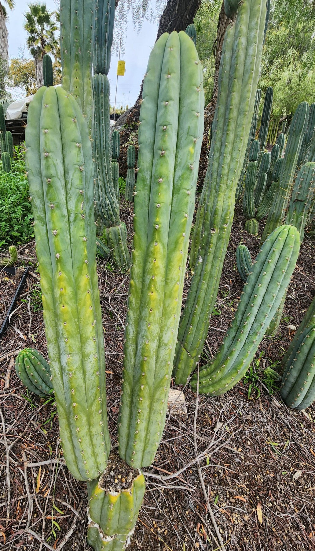 #EC323 EXACT Trichocereus Pachanoi TPQC Cactus Cuttings-Cactus - Large - Exact-The Succulent Source