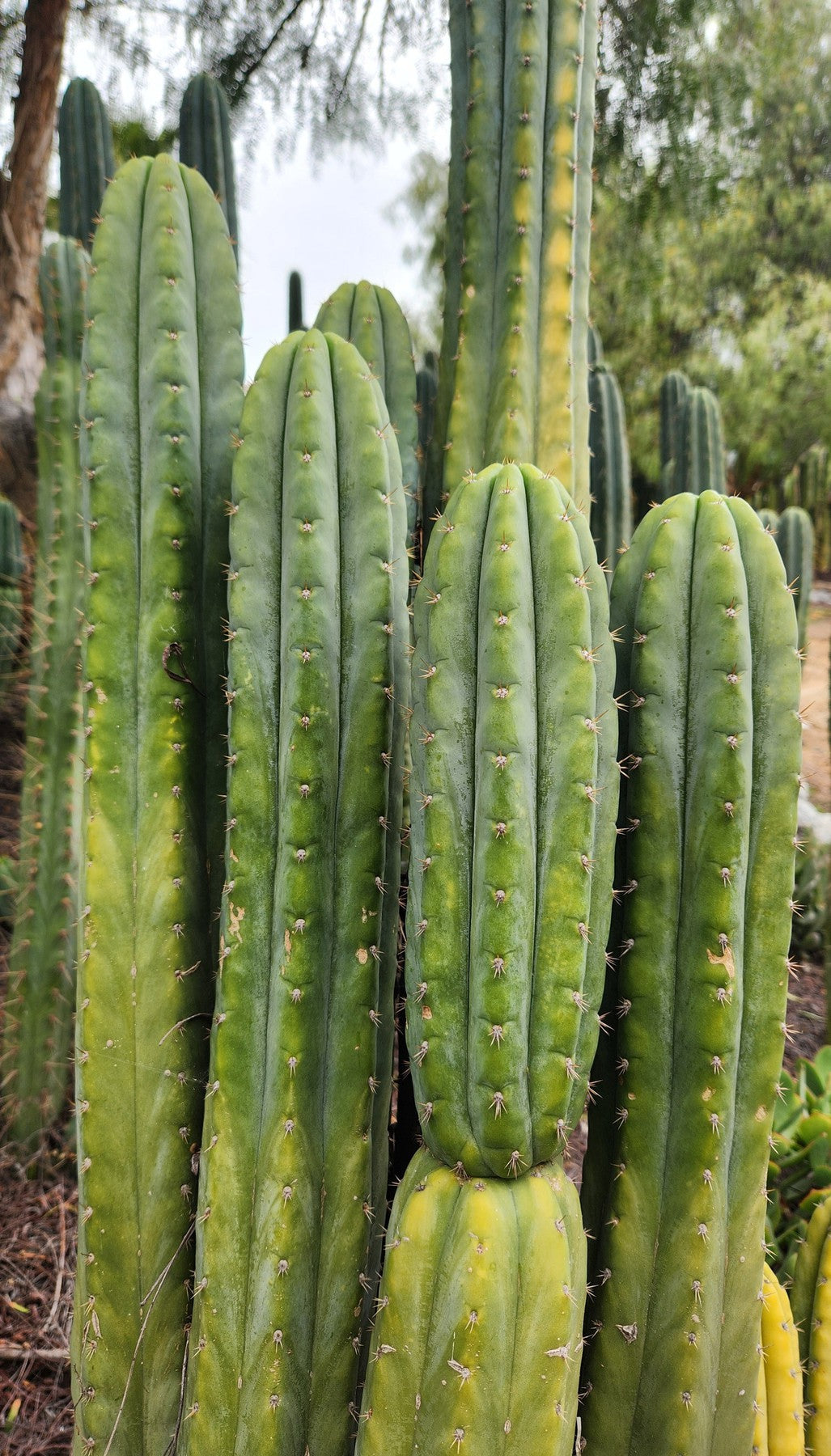 #EC323 EXACT Trichocereus Pachanoi TPQC Cactus Cuttings TPQC Cutting 10-12