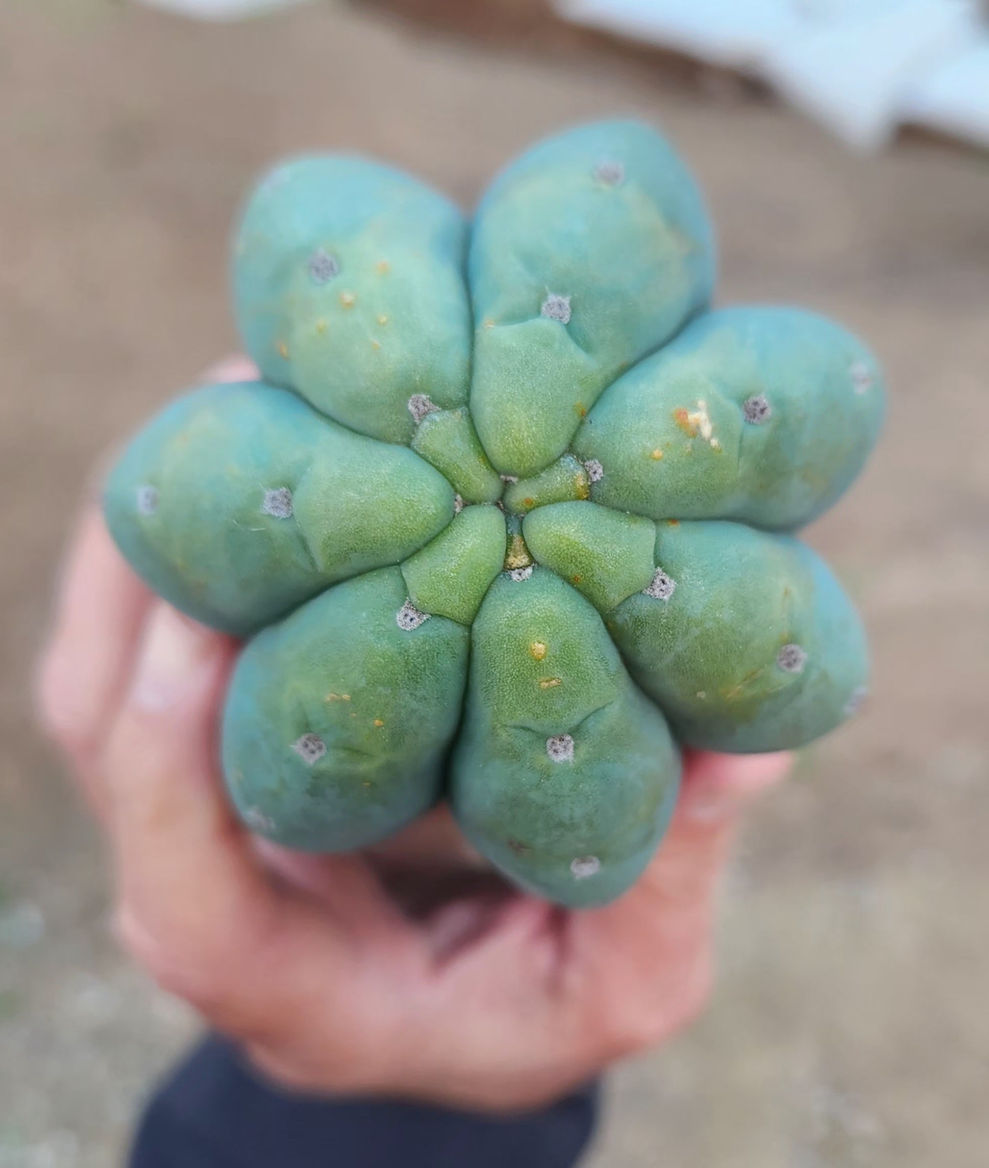 #EC325 EXACT Trichocereus Pachanoi FAITH Cactus Cutting 8"-Cactus - Large - Exact-The Succulent Source