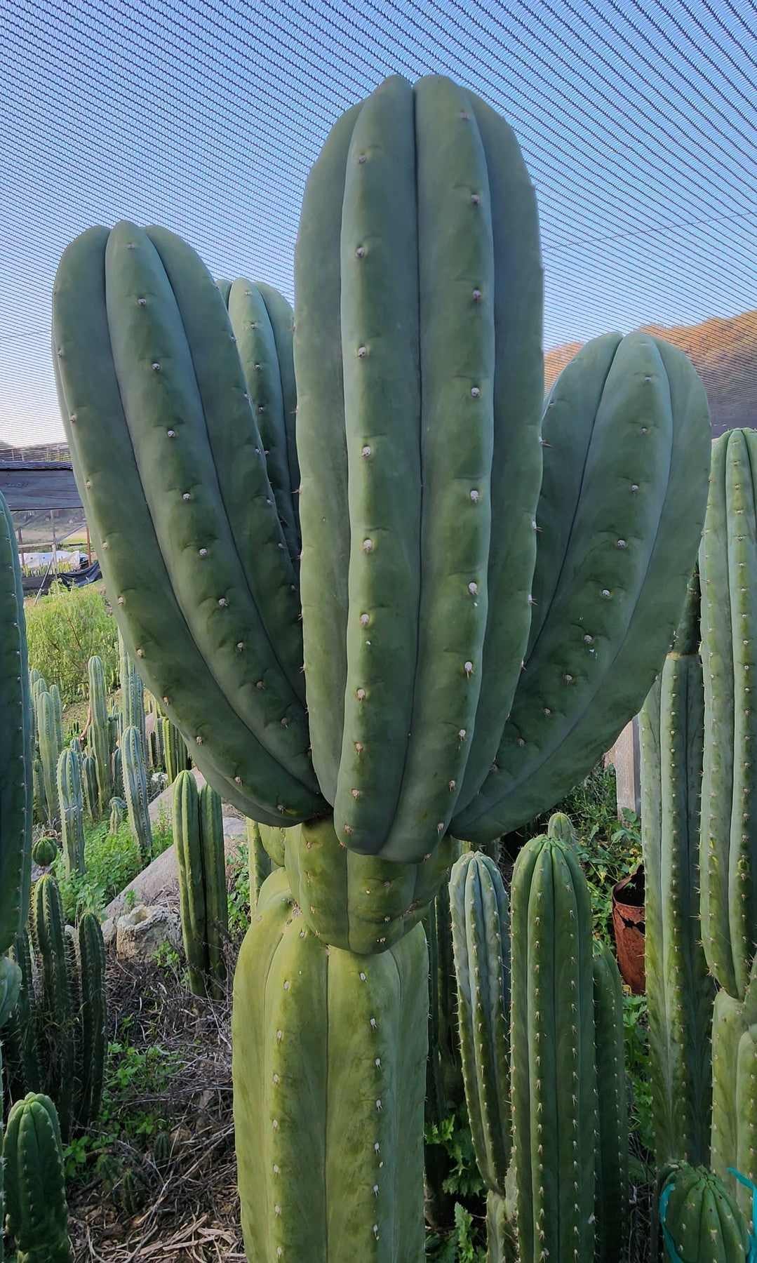 #EC325 EXACT Trichocereus Pachanoi FAITH Cactus Cutting 8"-Cactus - Large - Exact-The Succulent Source
