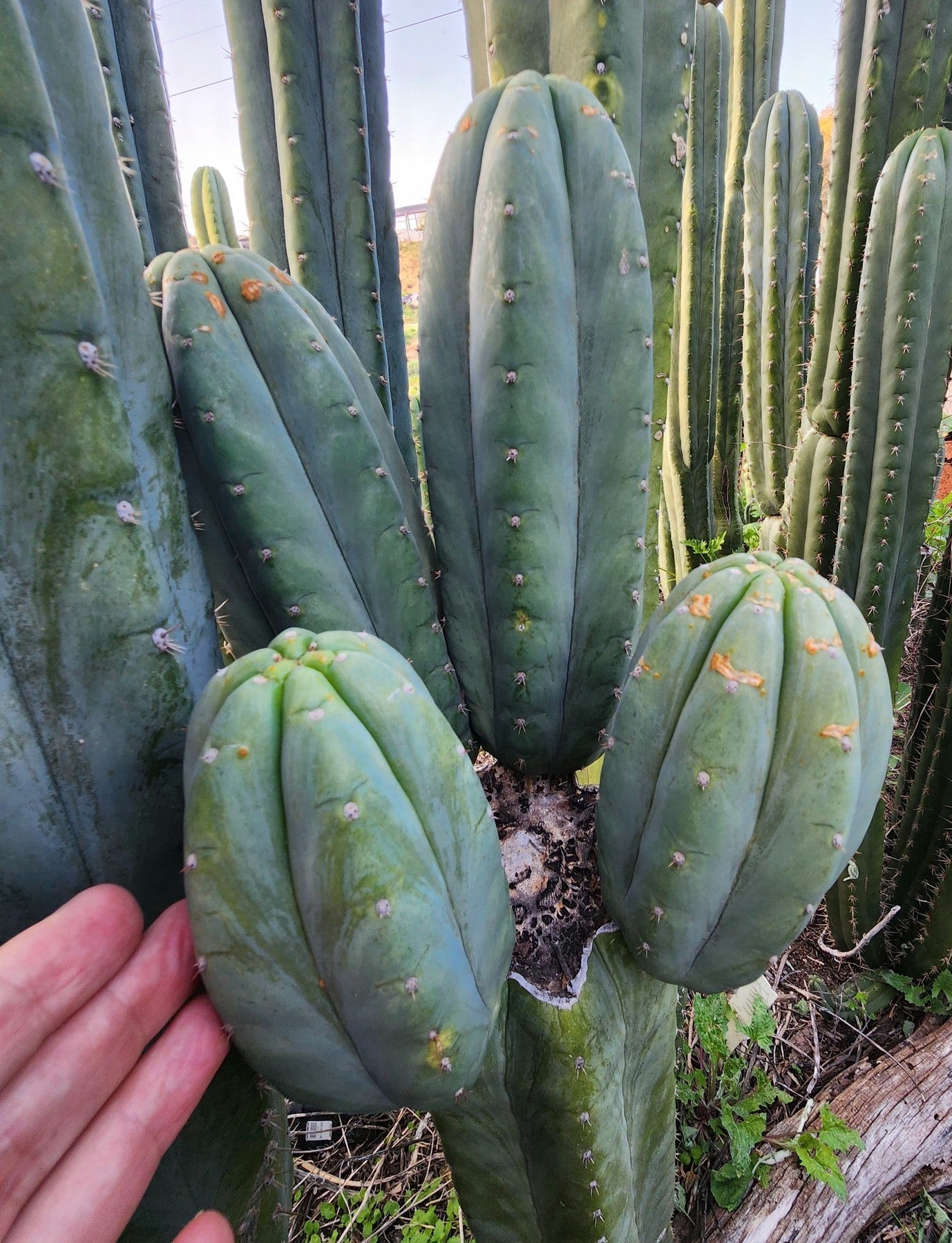 #EC325 EXACT Trichocereus Pachanoi FAITH Cactus Cutting 8"-Cactus - Large - Exact-The Succulent Source