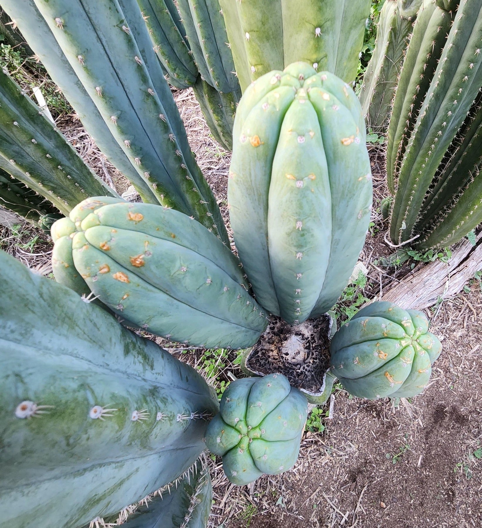 #EC325 EXACT Trichocereus Pachanoi FAITH Cactus Cutting 8"-Cactus - Large - Exact-The Succulent Source