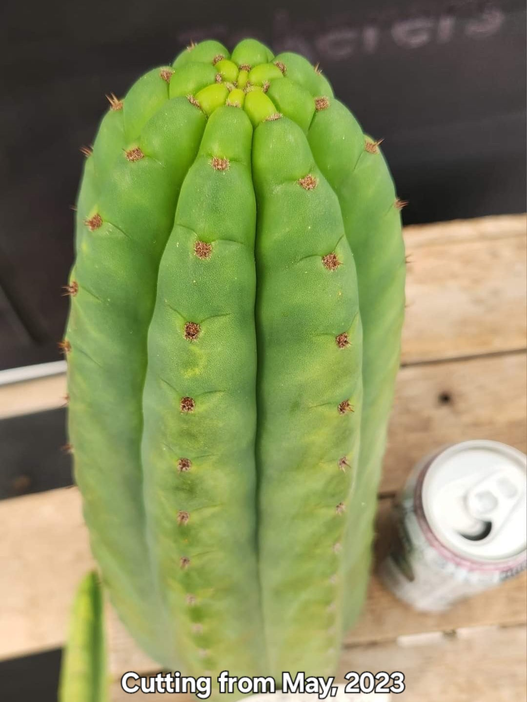 #EC325 EXACT Trichocereus Pachanoi FAITH Cactus Cutting 8"-Cactus - Large - Exact-The Succulent Source