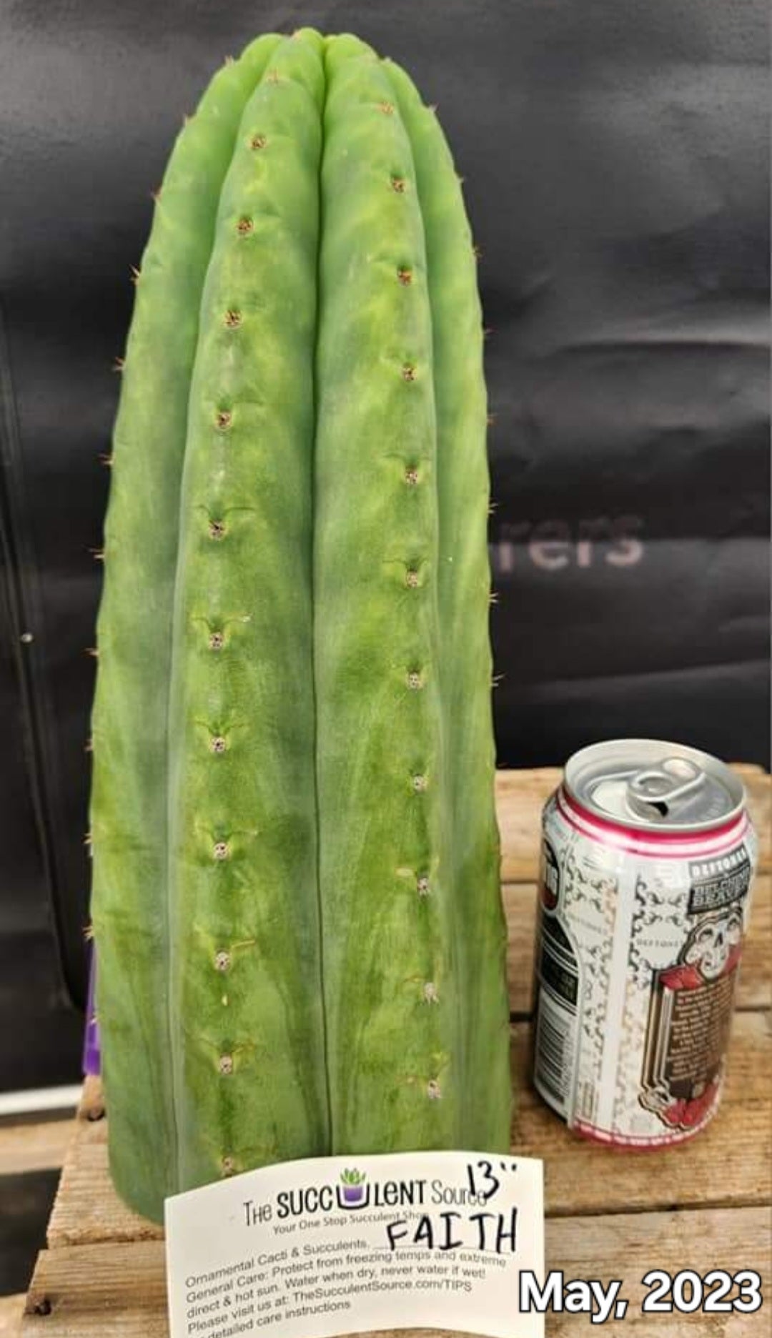 #EC325 EXACT Trichocereus Pachanoi FAITH Cactus Cutting 8"-Cactus - Large - Exact-The Succulent Source