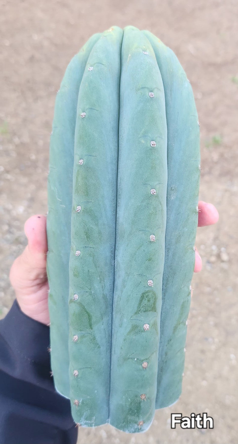 #EC325 EXACT Trichocereus Pachanoi FAITH Cactus Cutting 8"-Cactus - Large - Exact-The Succulent Source