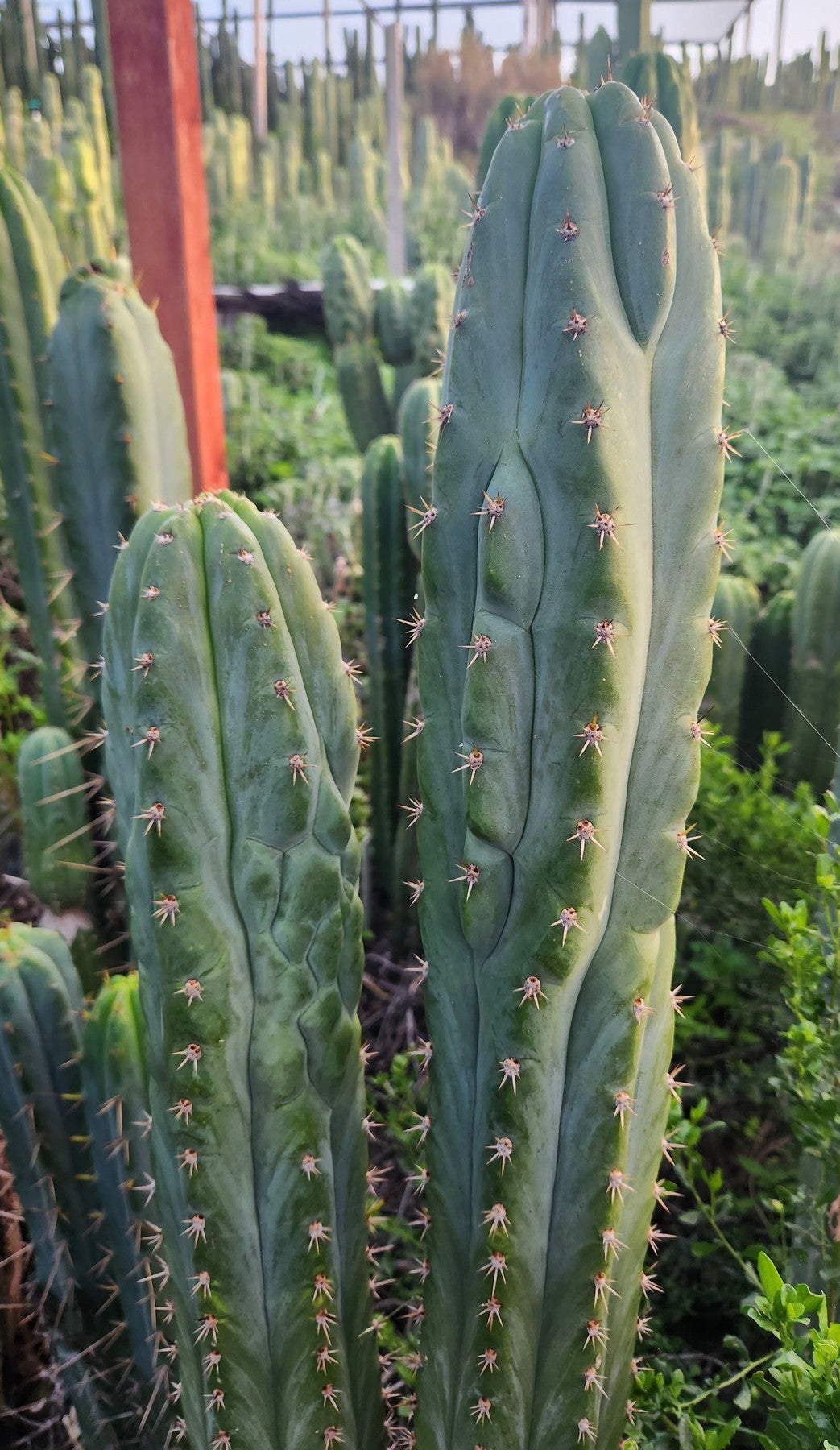 #EC326 EXACT Trichocereus SS0201 X Pachanoi Olivia Cactus Cutting 12"-Cactus - Large - Exact-The Succulent Source