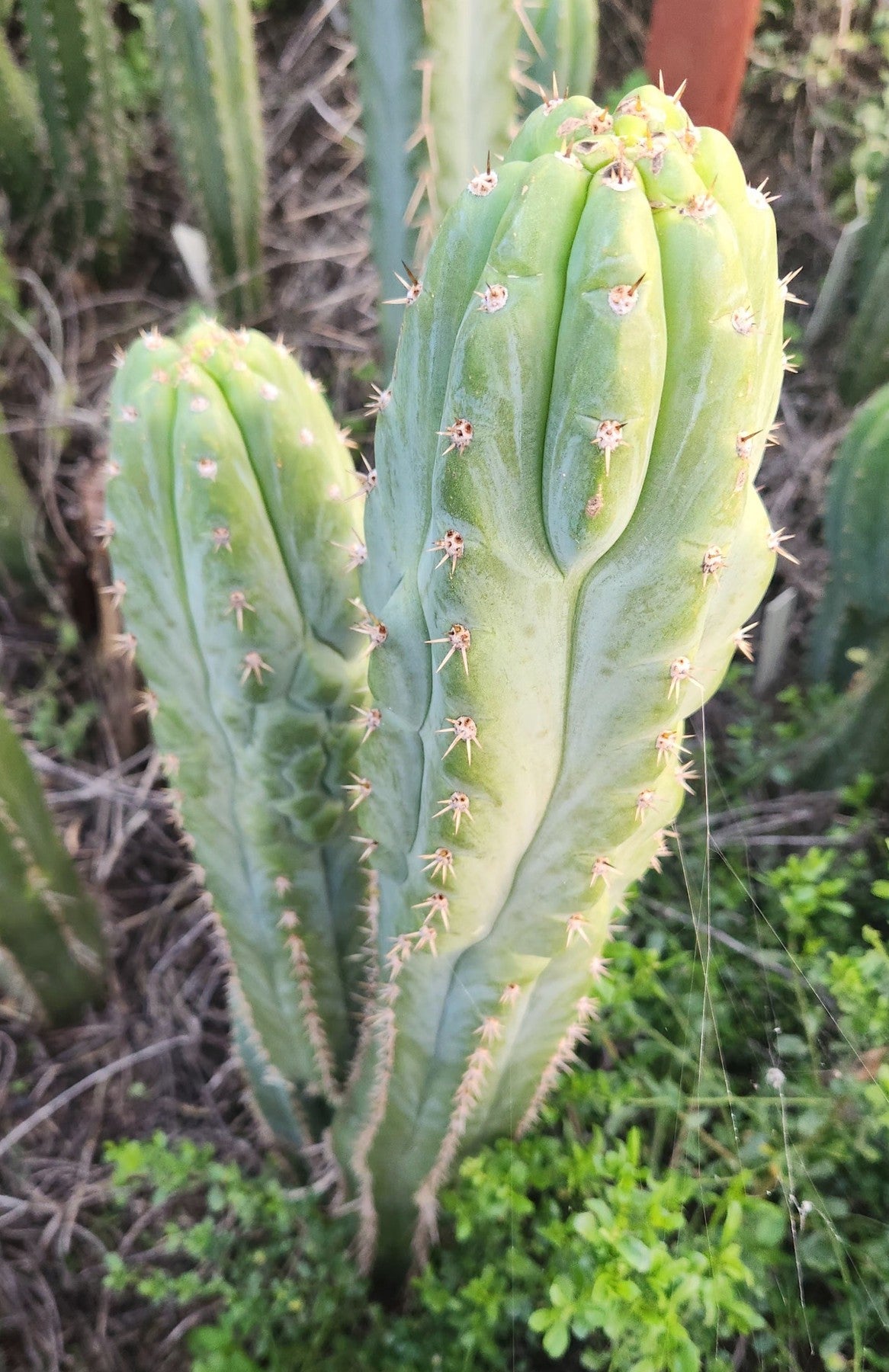 #EC326 EXACT Trichocereus SS0201 X Pachanoi Olivia Cactus Cutting 12"-Cactus - Large - Exact-The Succulent Source