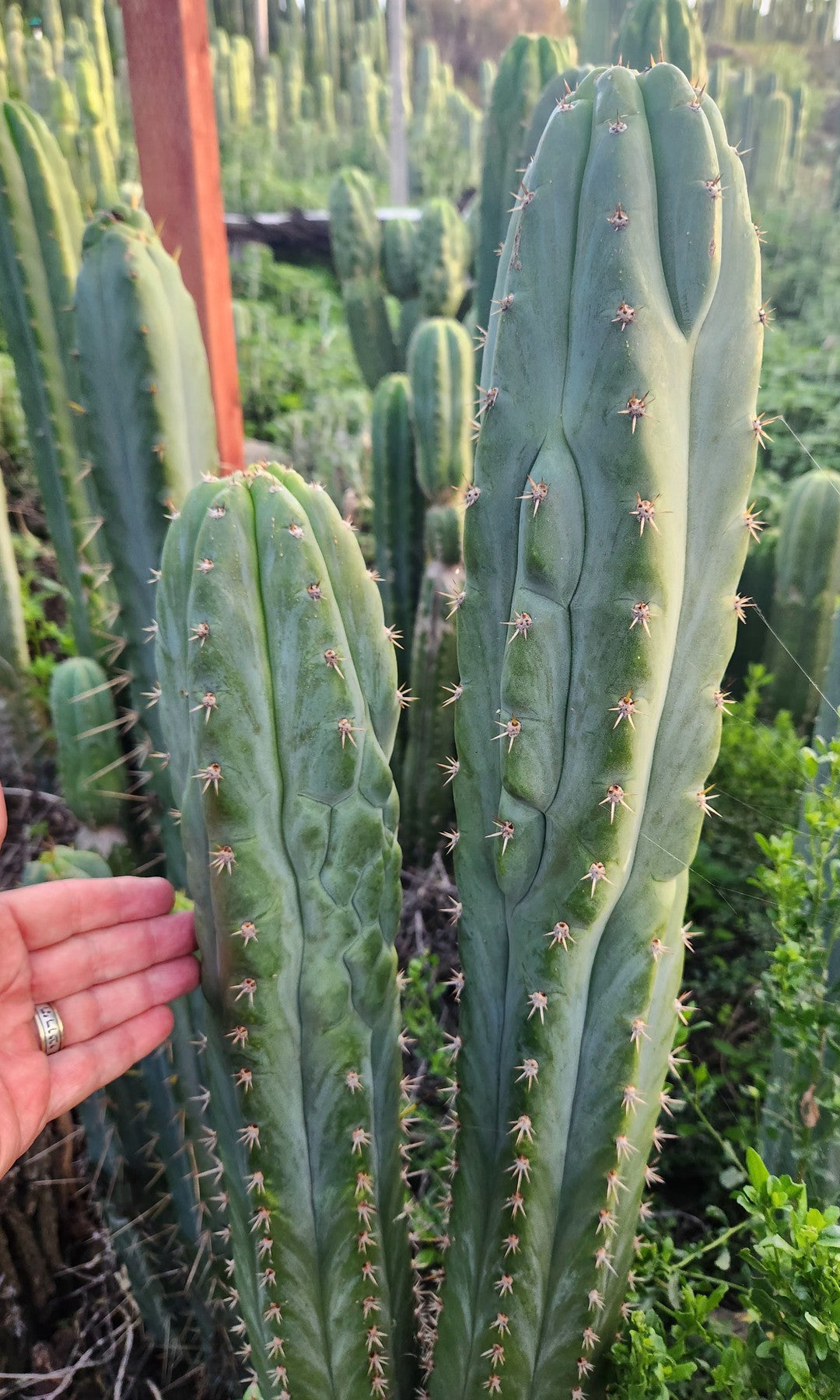 #EC326 EXACT Trichocereus SS0201 X Pachanoi Olivia Cactus Cutting 12"-Cactus - Large - Exact-The Succulent Source