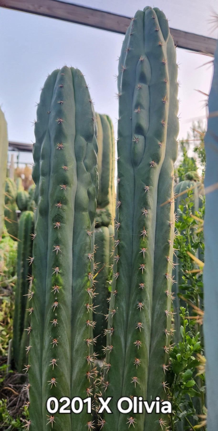 #EC326 EXACT Trichocereus SS0201 X Pachanoi Olivia Cactus Cutting 12"-Cactus - Large - Exact-The Succulent Source