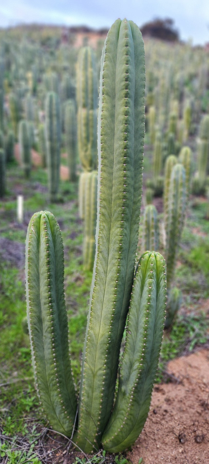 #EC327 EXACT Trichocereus SS02 X Scopulicola Cactus Cutting-Cactus - Large - Exact-The Succulent Source
