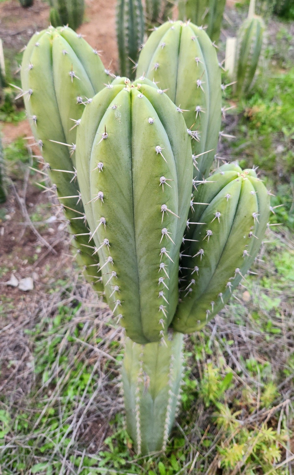 #EC328 EXACT Trichocereus Pachanoi Hutchison 1597 BBG Cactus Cutting-Cactus - Large - Exact-The Succulent Source