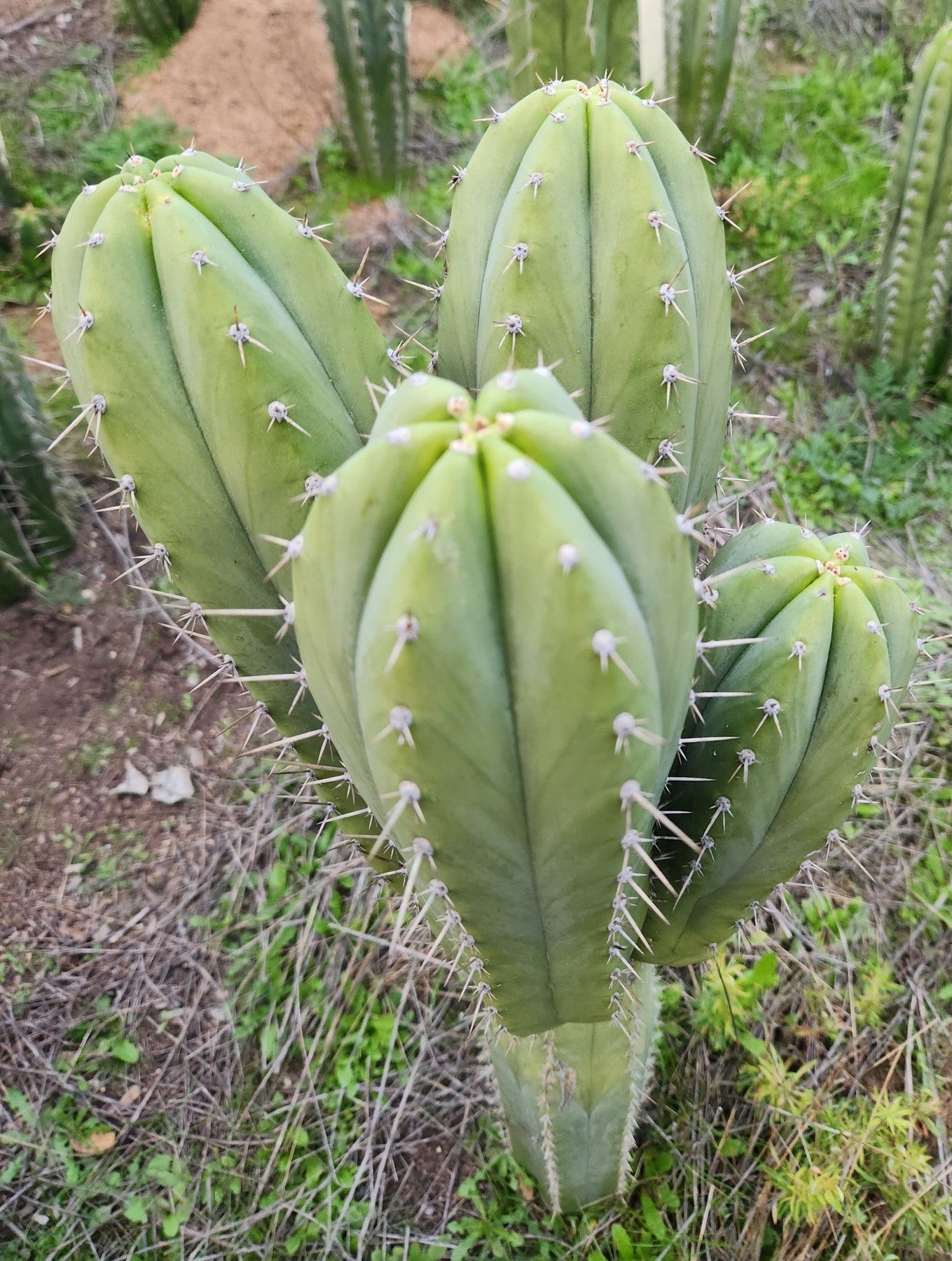 #EC328 EXACT Trichocereus Pachanoi Hutchison 1597 BBG Cactus Cutting-Cactus - Large - Exact-The Succulent Source