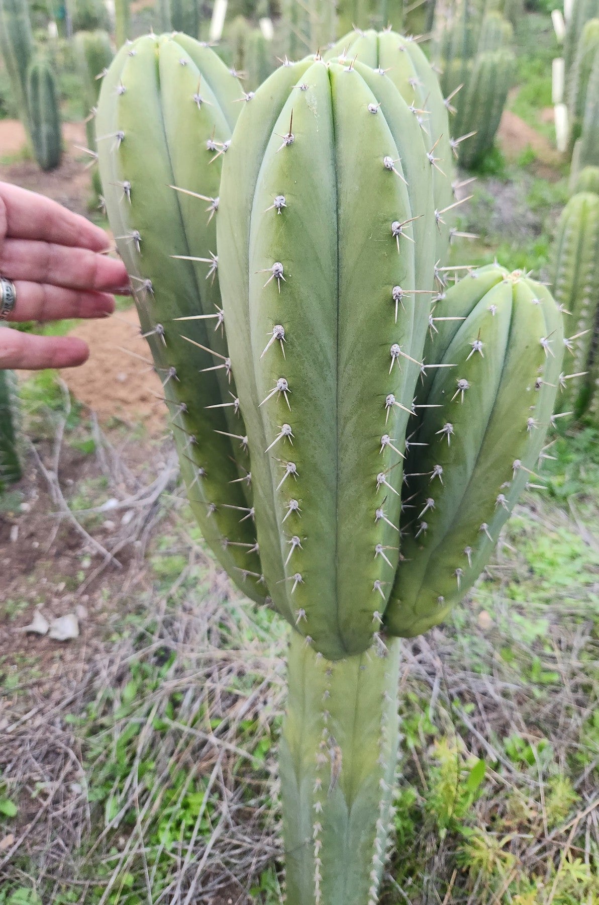 #EC328 EXACT Trichocereus Pachanoi Hutchison 1597 BBG Cactus Cutting-Cactus - Large - Exact-The Succulent Source