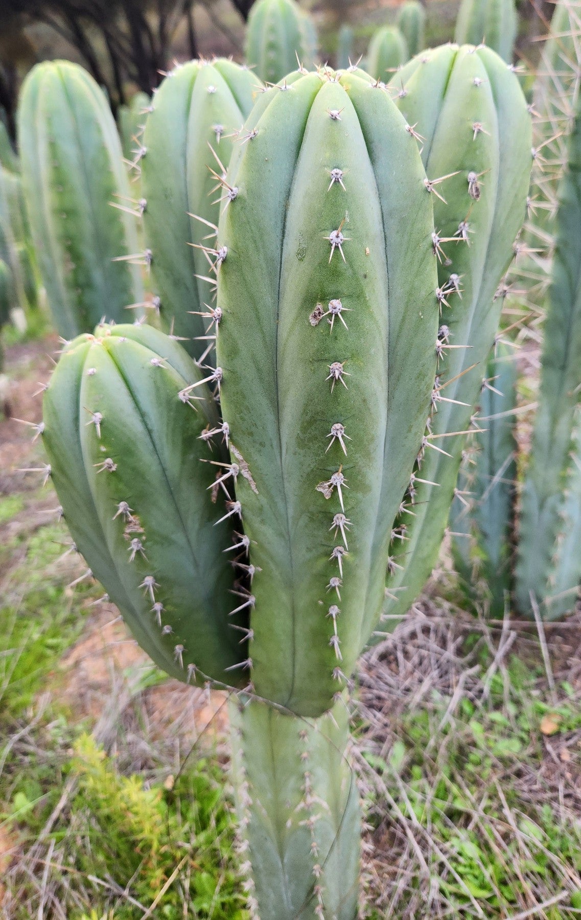 #EC328 EXACT Trichocereus Pachanoi Hutchison 1597 BBG Cactus Cutting-Cactus - Large - Exact-The Succulent Source