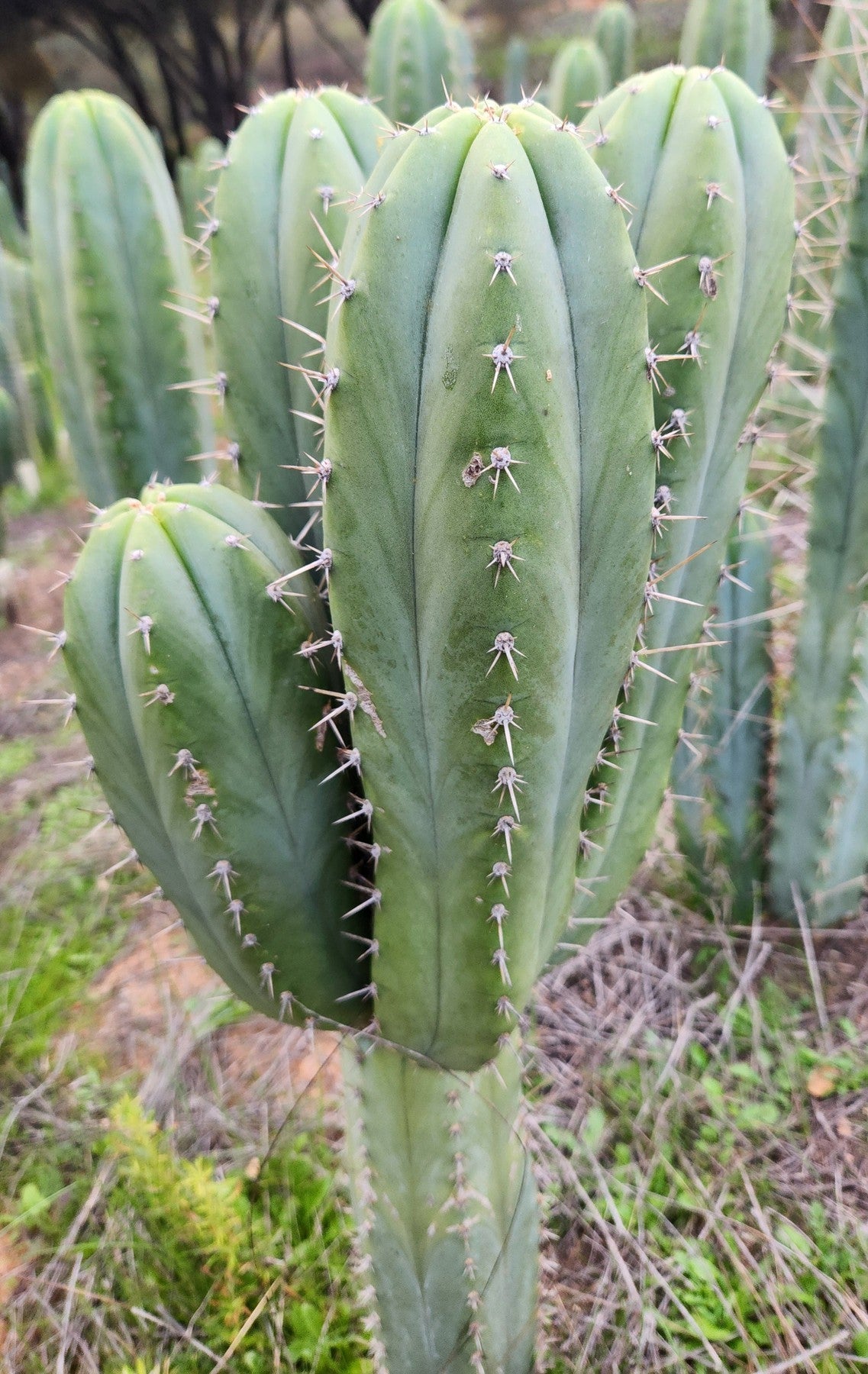 #EC328 EXACT Trichocereus Pachanoi Hutchison 1597 BBG Cactus Cutting