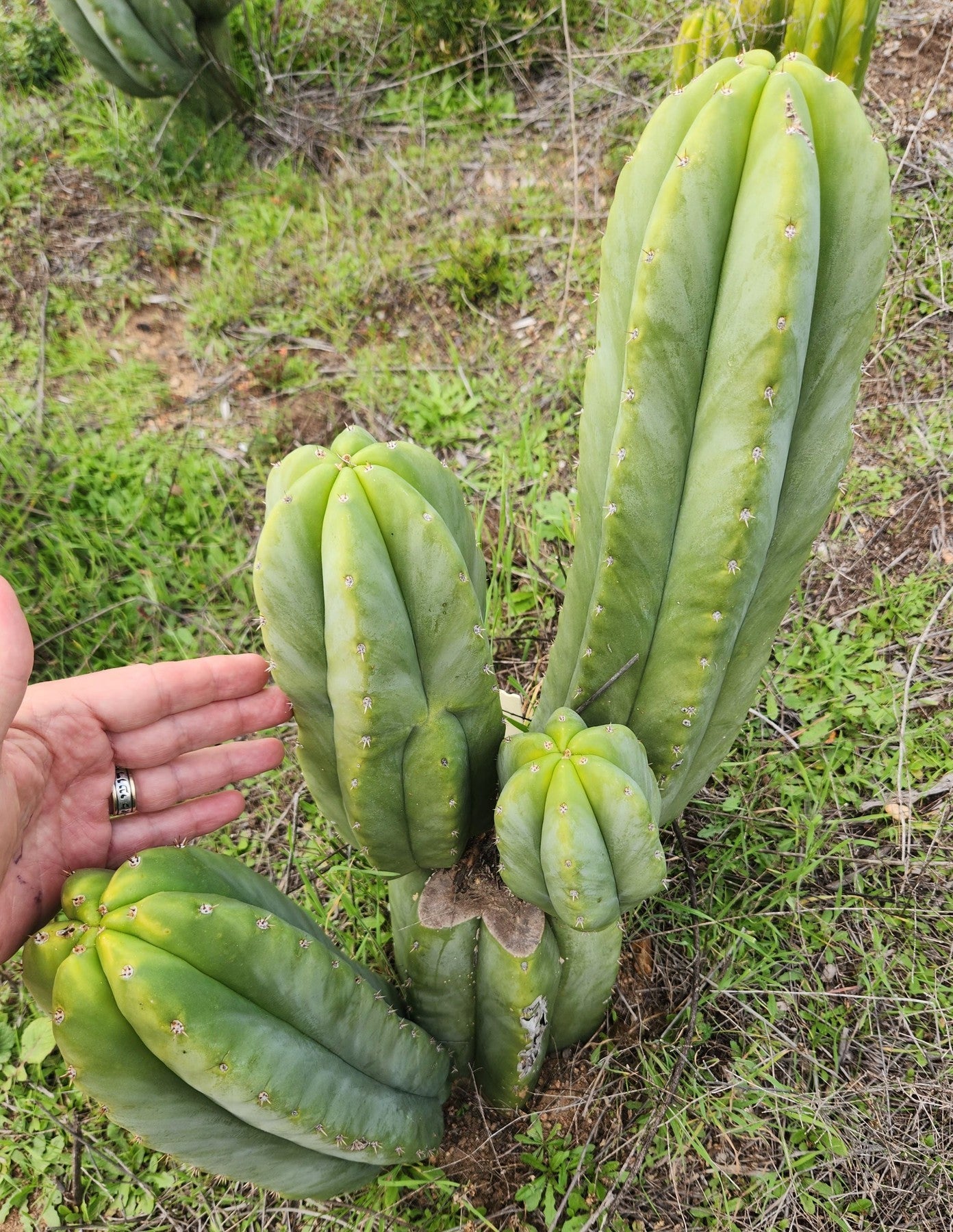 #EC329 EXACT Trichocereus Hybrid Bridgesii Bertha X Scopulicola Cactus Cuttings 8"-Cactus - Large - Exact-The Succulent Source