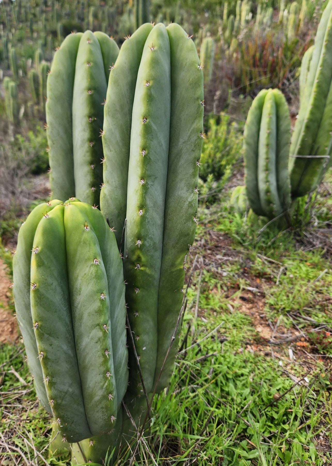 #EC329 EXACT Trichocereus Hybrid Bridgesii Bertha X Scopulicola Cactus Cuttings 8"-Cactus - Large - Exact-The Succulent Source